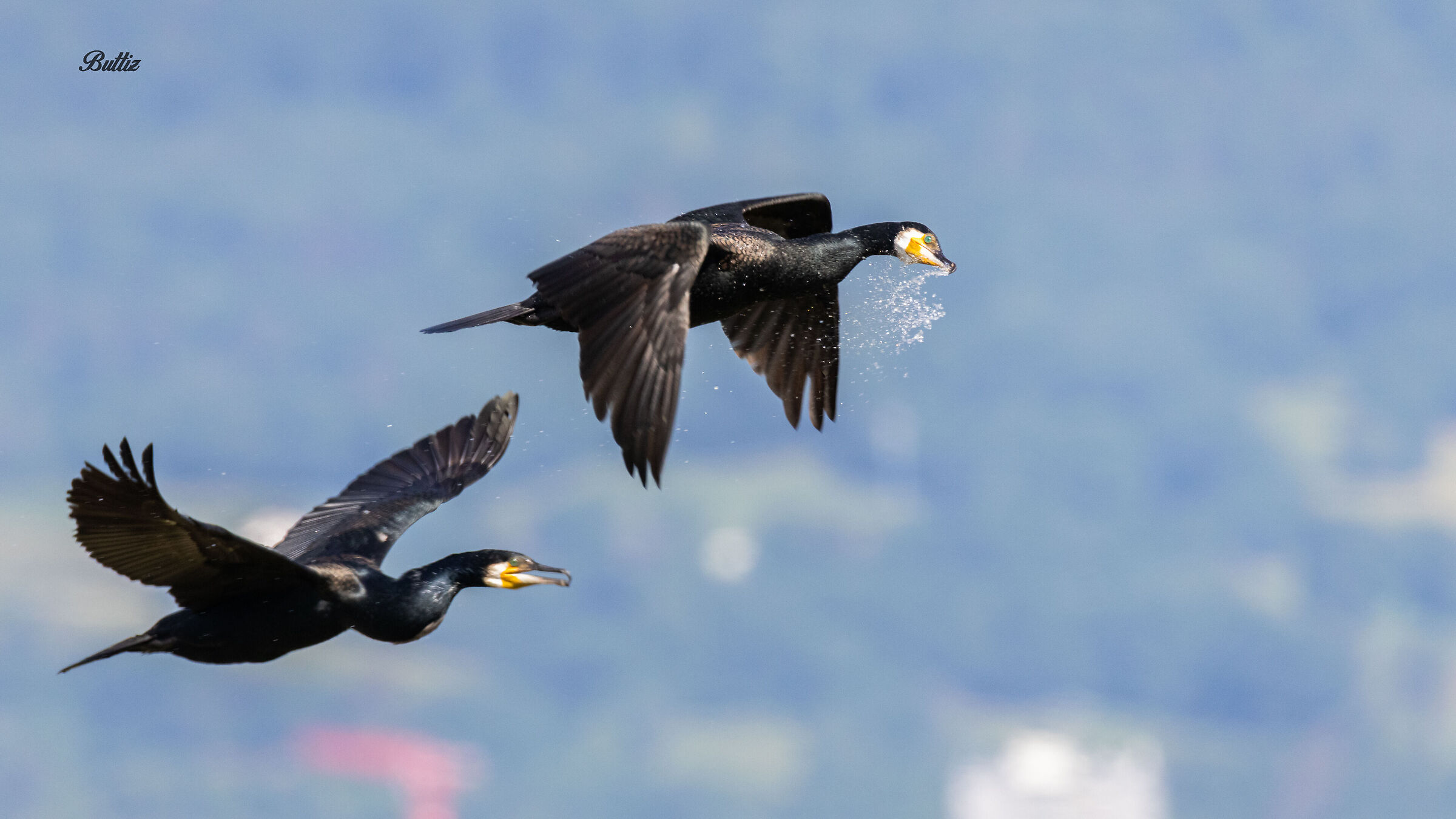 Cormorants