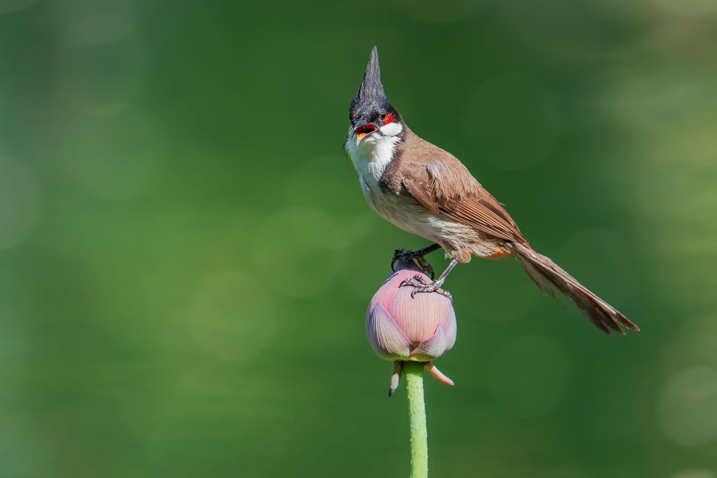 Red moustache bulbul on lotus flower