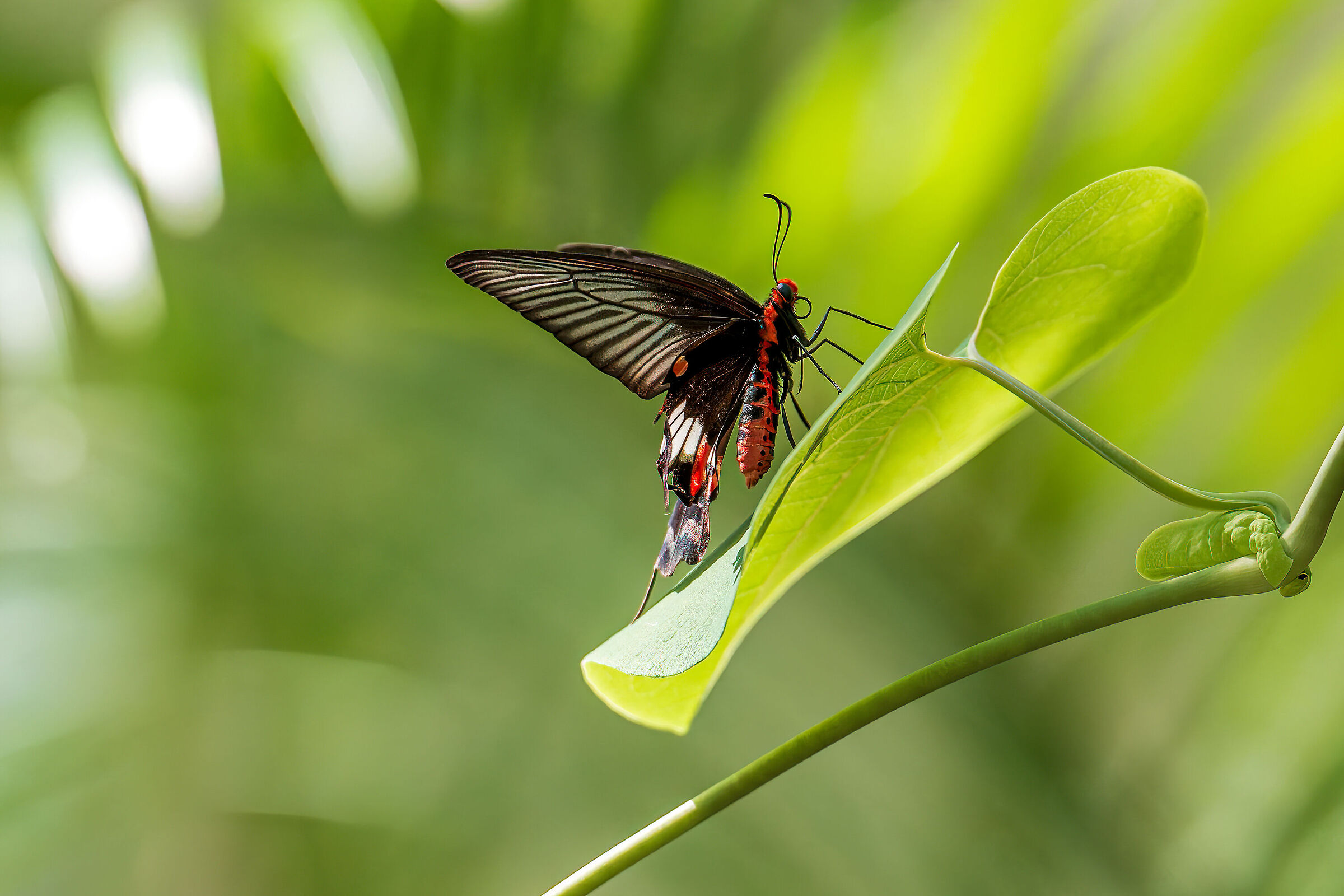Unknown butterfly on leaf