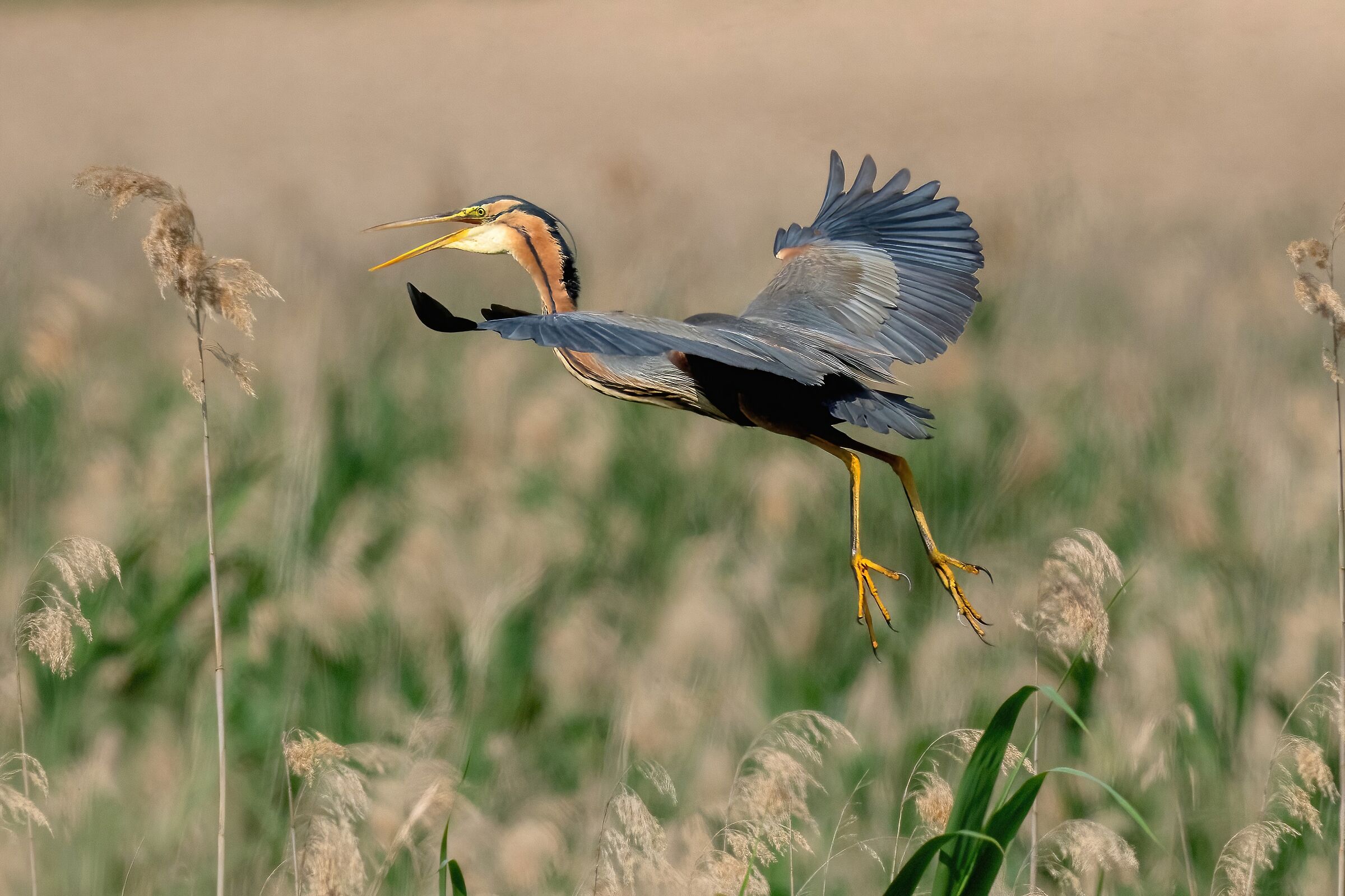Purple heron (Ardea purpurea)