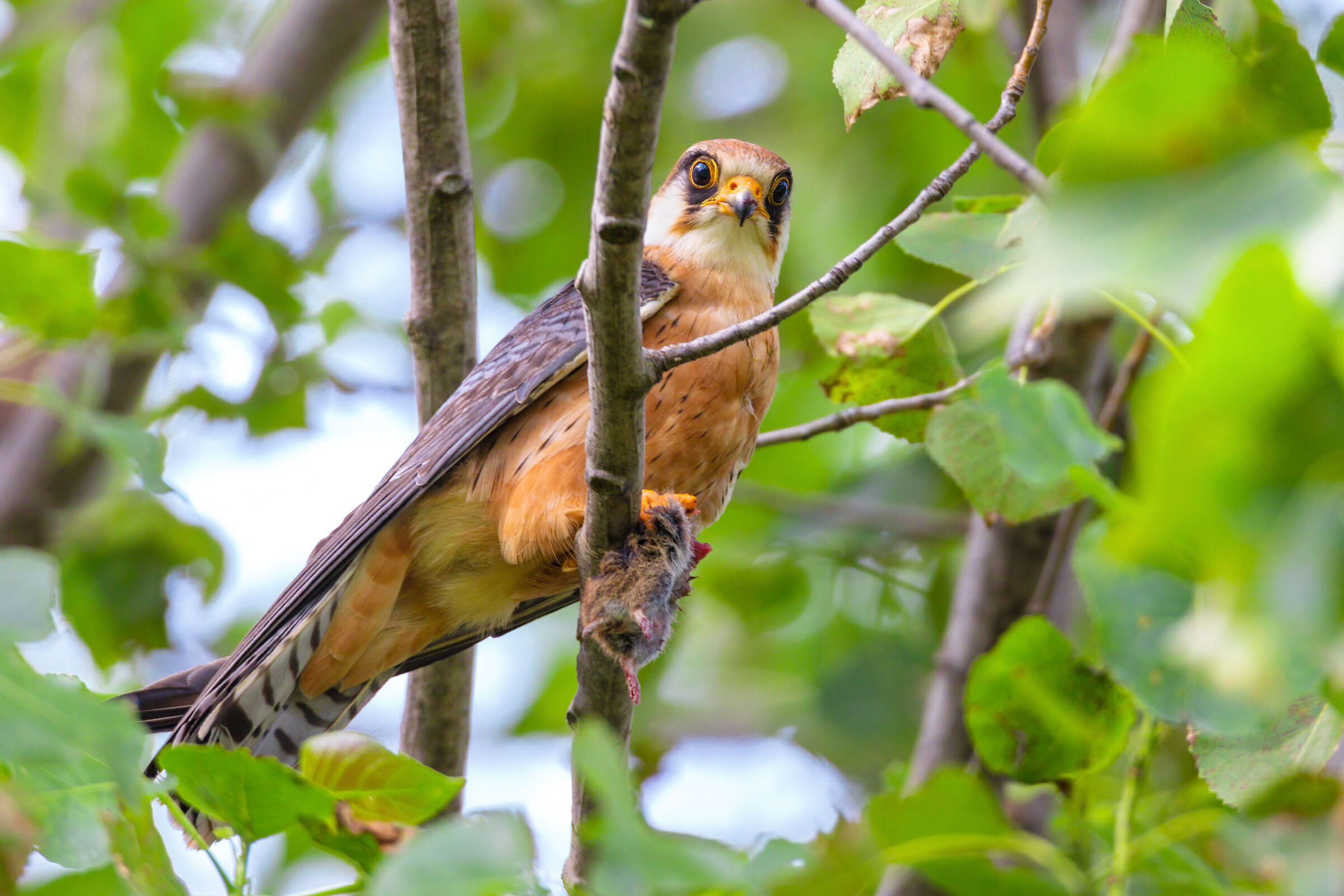 Female Cuckoo Falcon + Prey