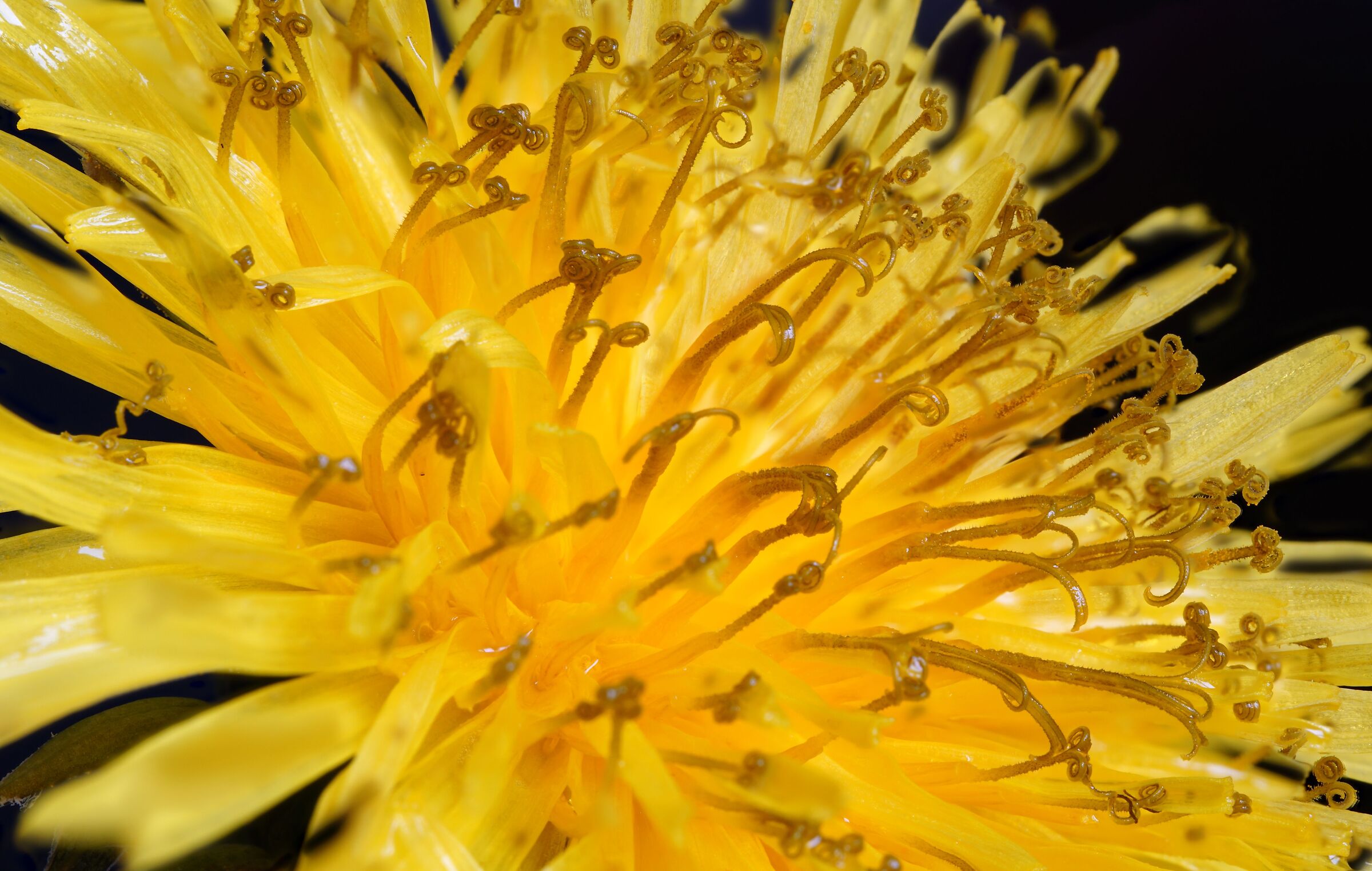 dandelion flower