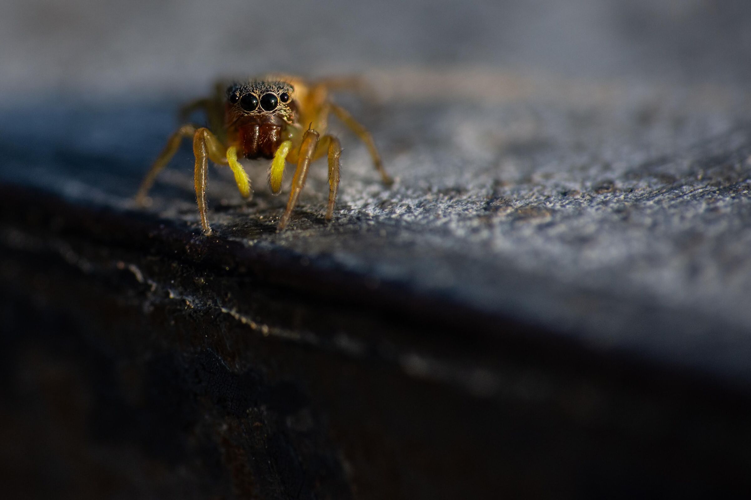 Spider mite looking out of the balcony