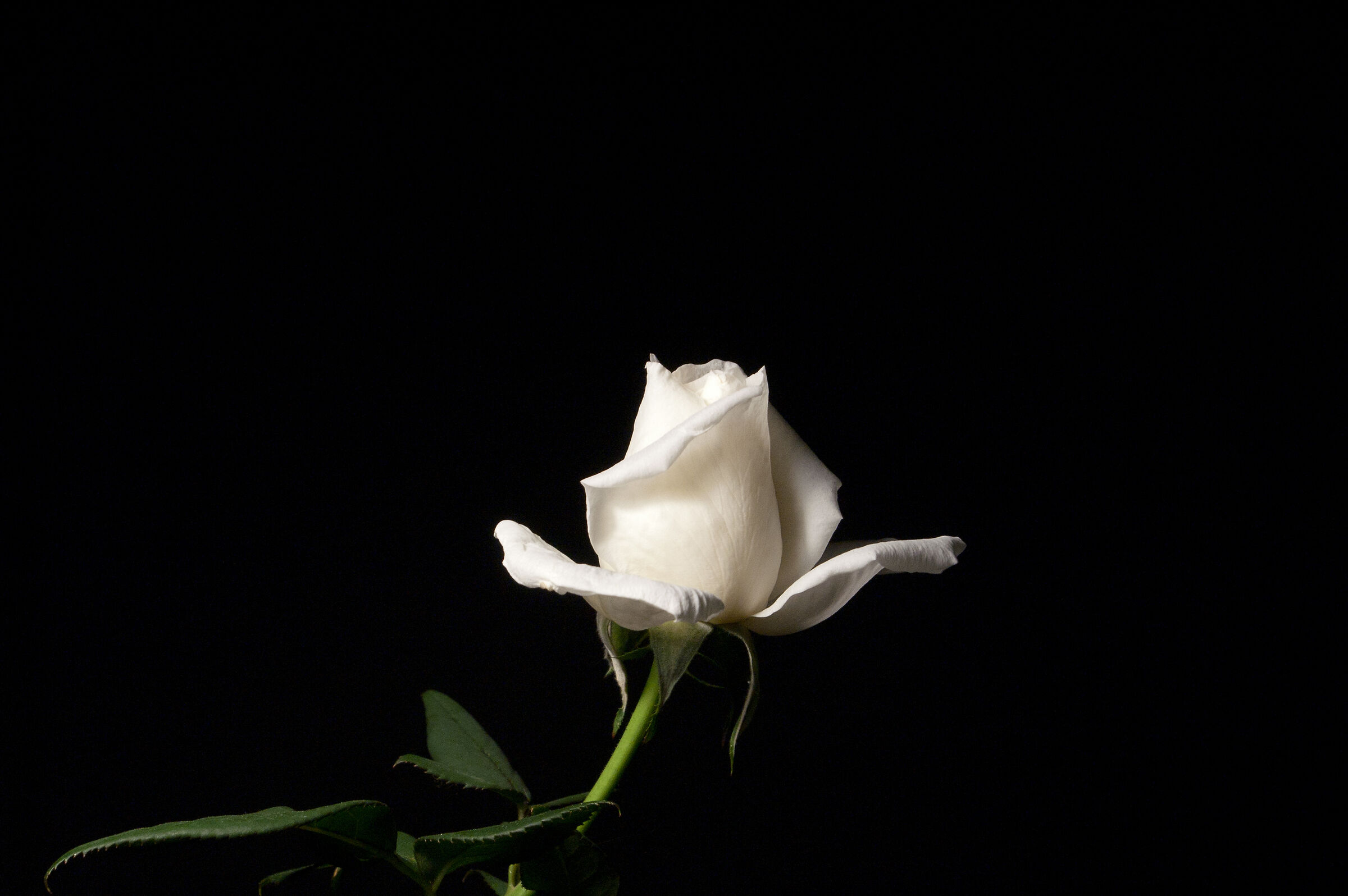 White rose
