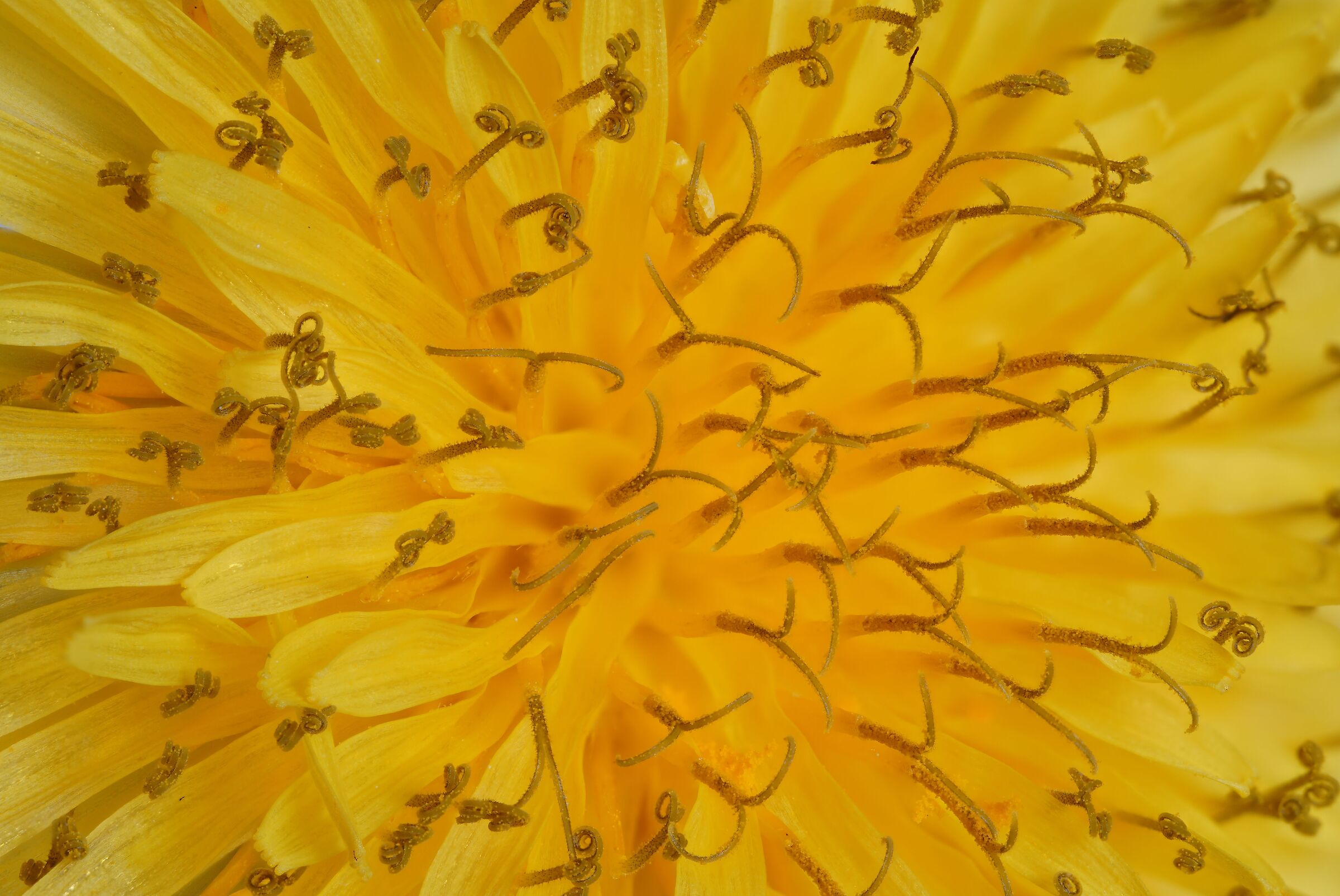 Dandelion Flower