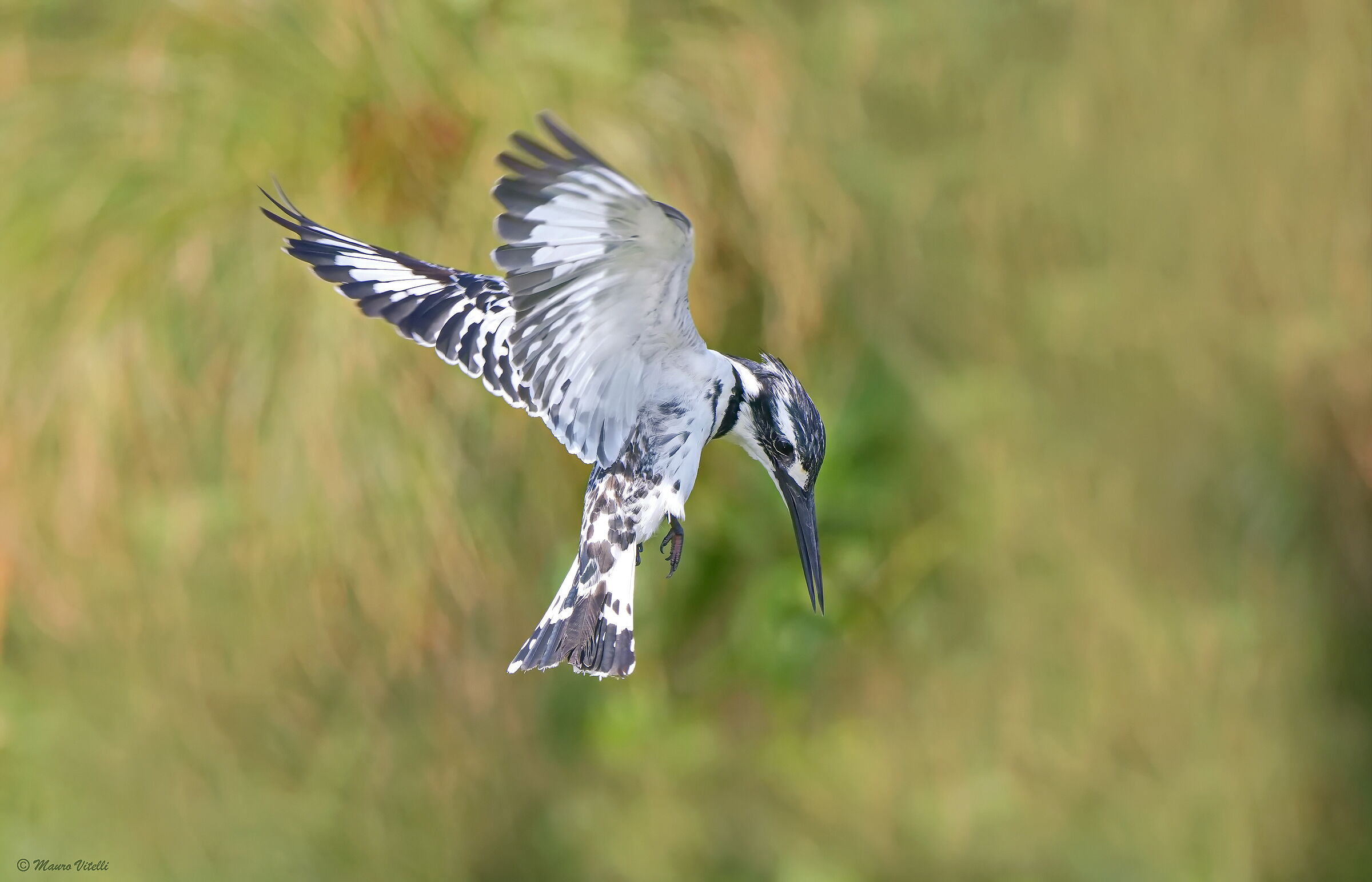Martin pescatore bianco e nero (Ceryle rudis)