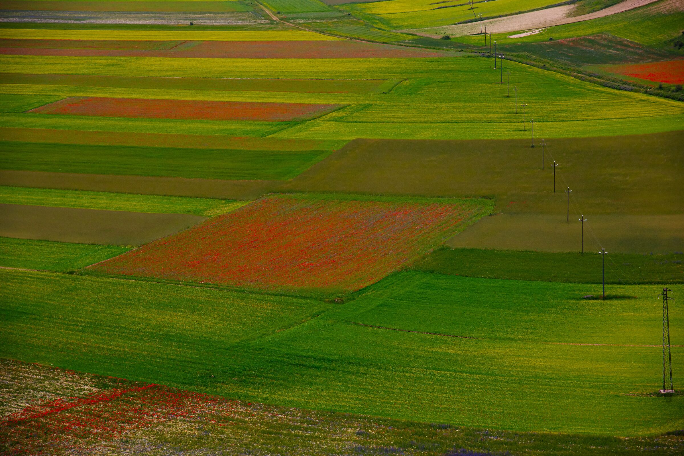 Lentil fields in Castelluccio di Norcia