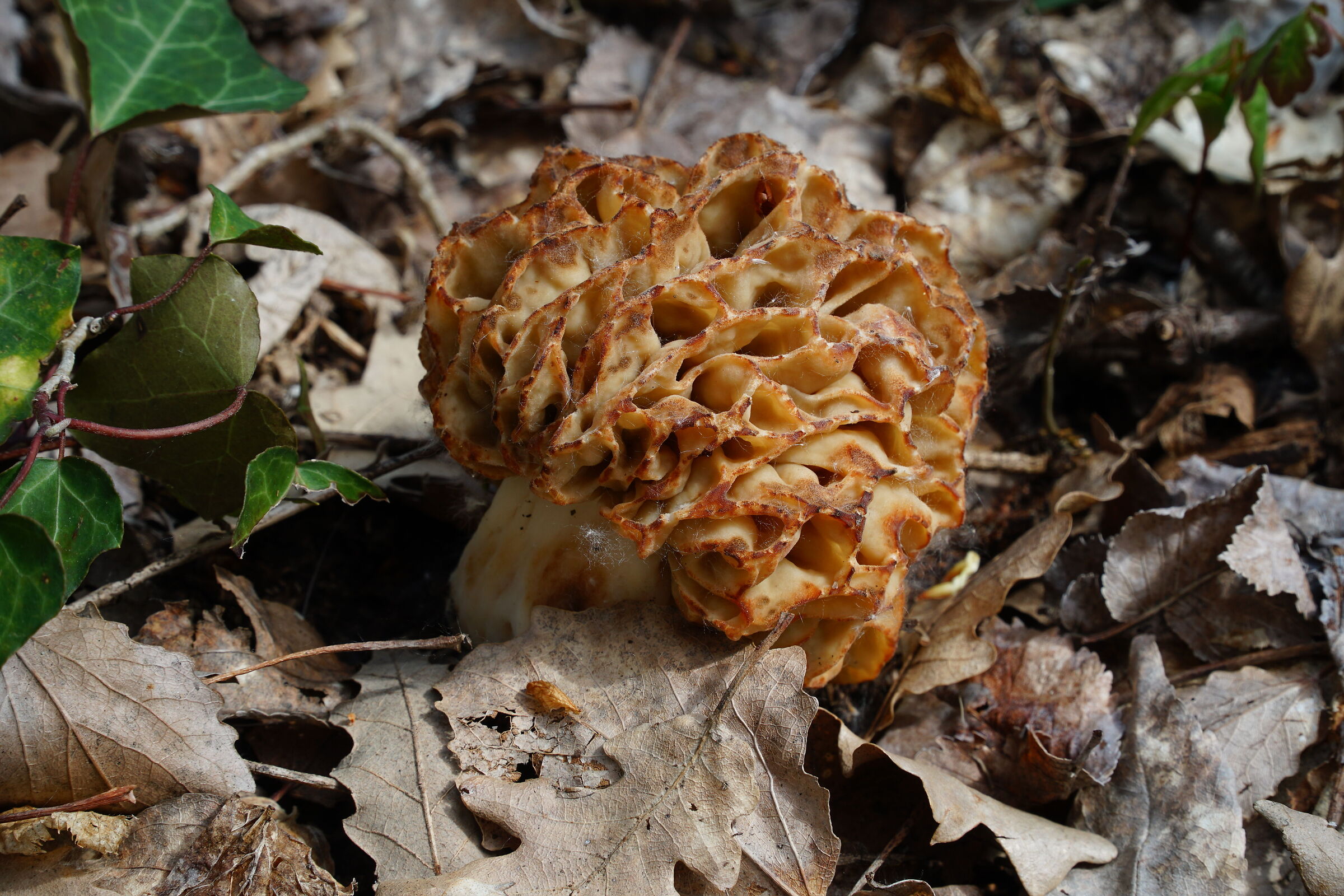Morel