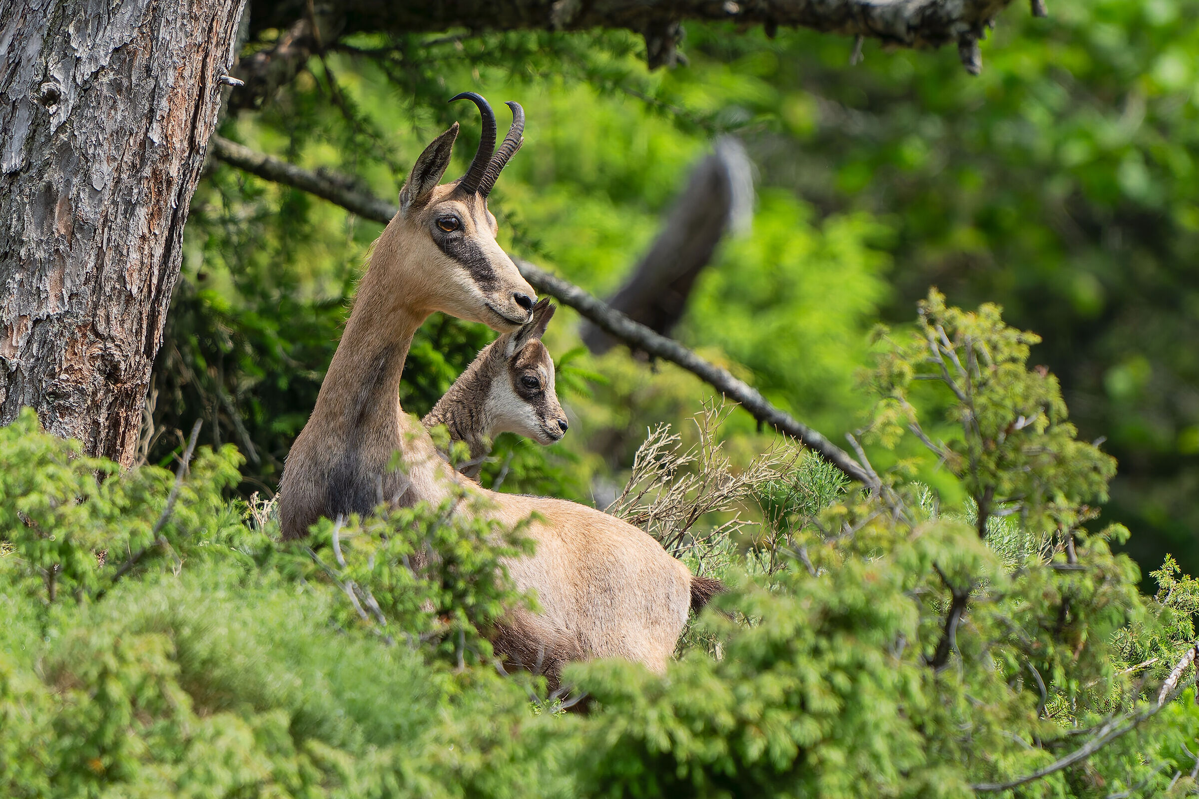 Mamma camoscio con piccolo