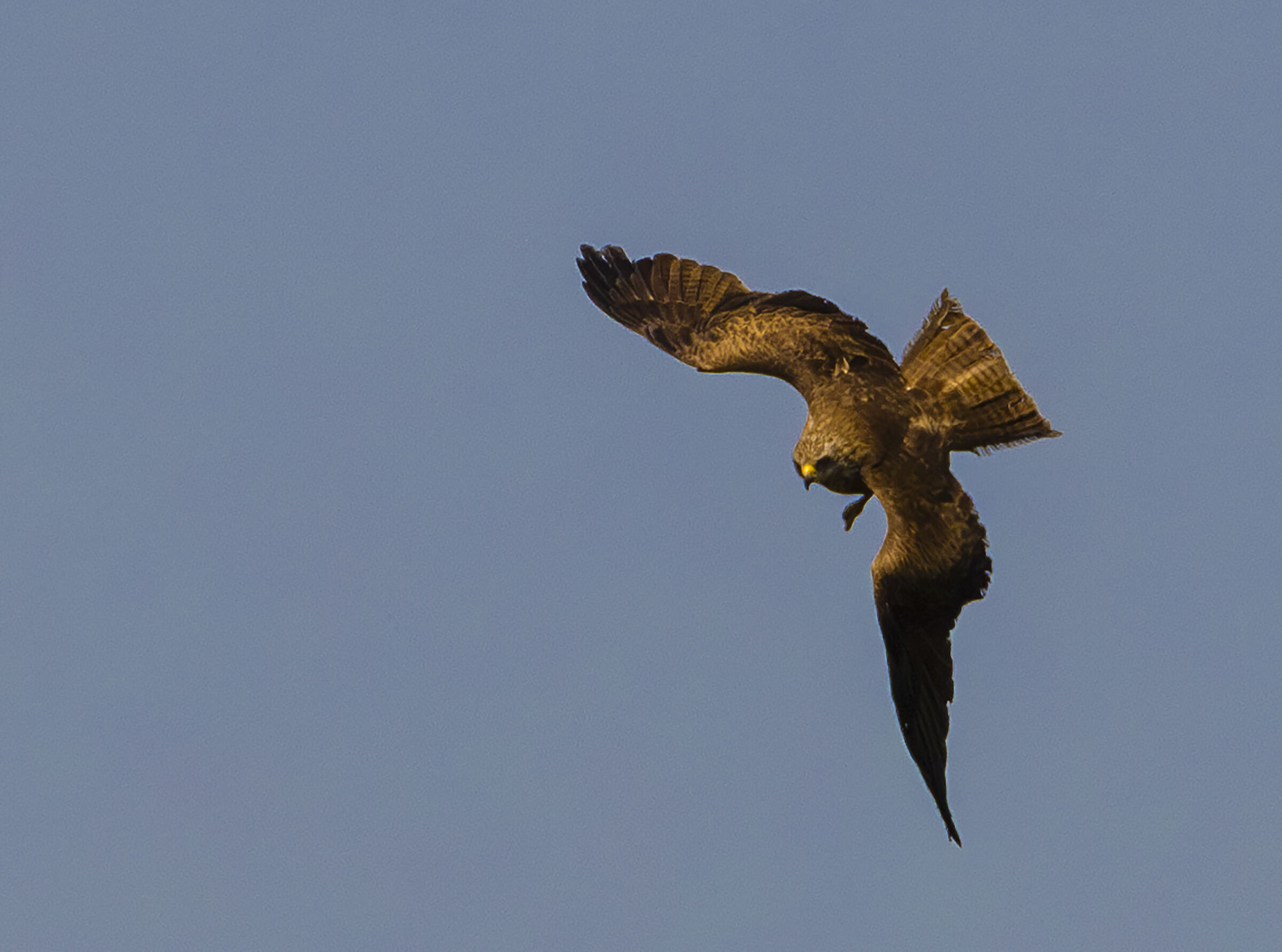 black kite2