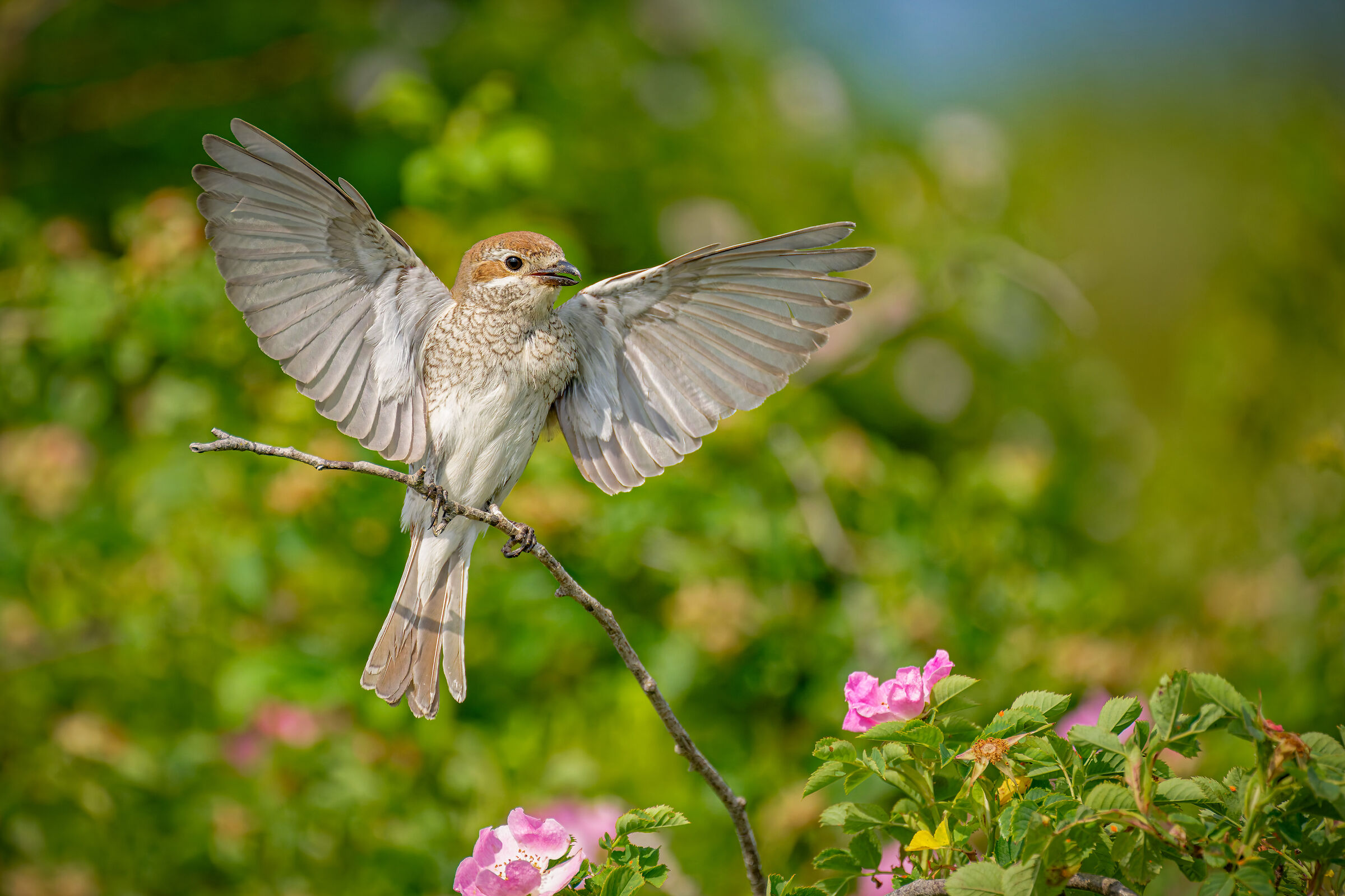 red-backed shrike