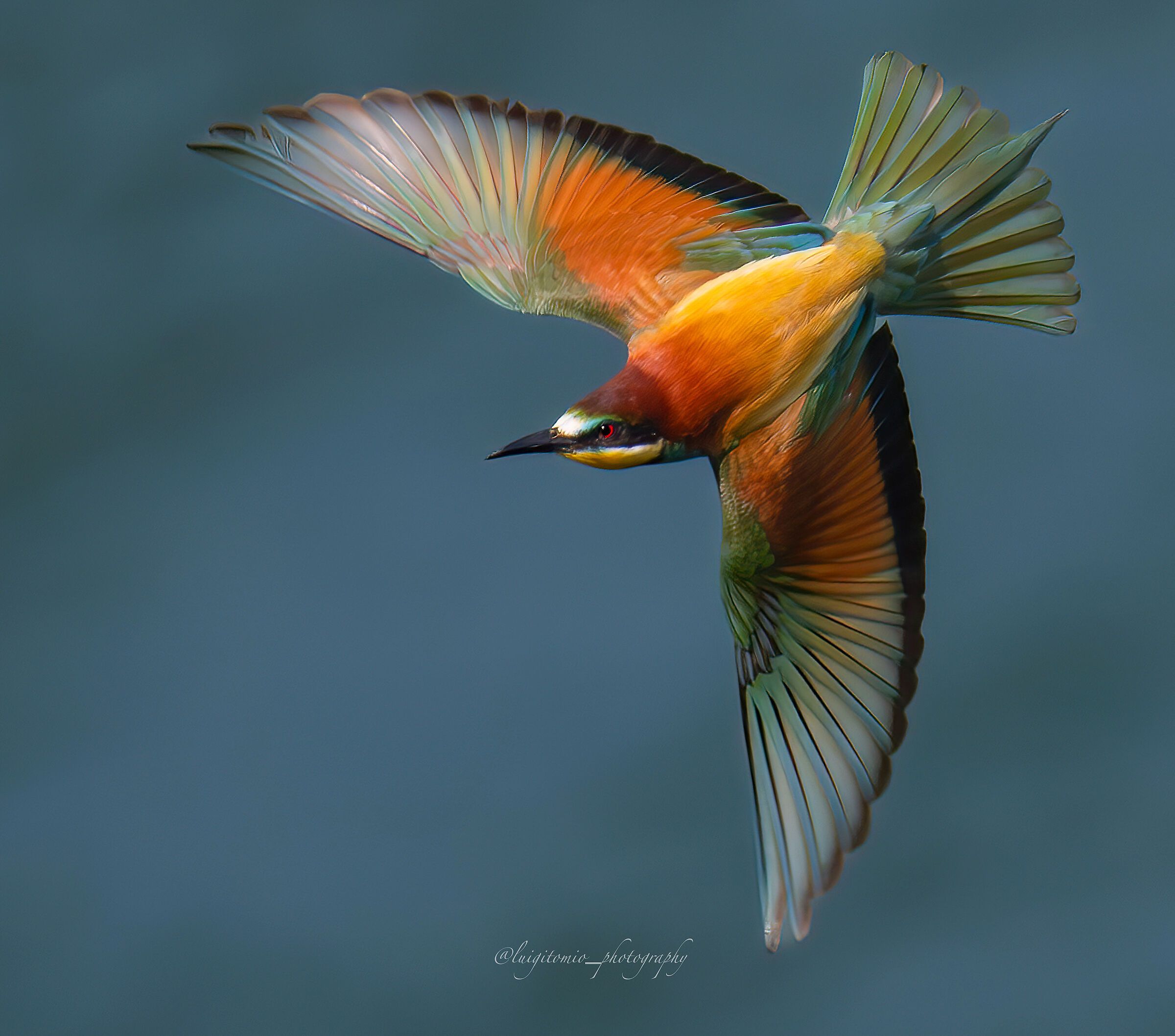 The flight of the bee-eater.