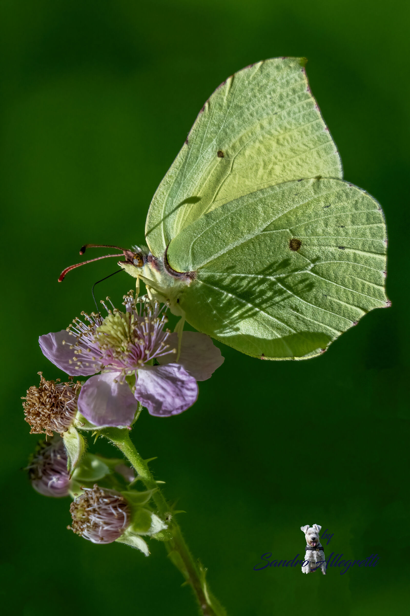 Gonepteryx rhamni (cedronella)