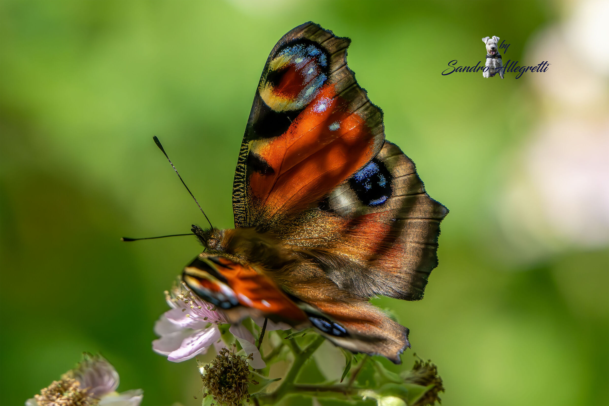 Aglais io (occhio di pavone)