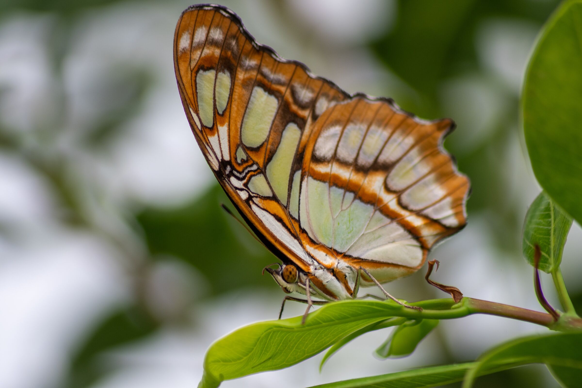 Butterflies