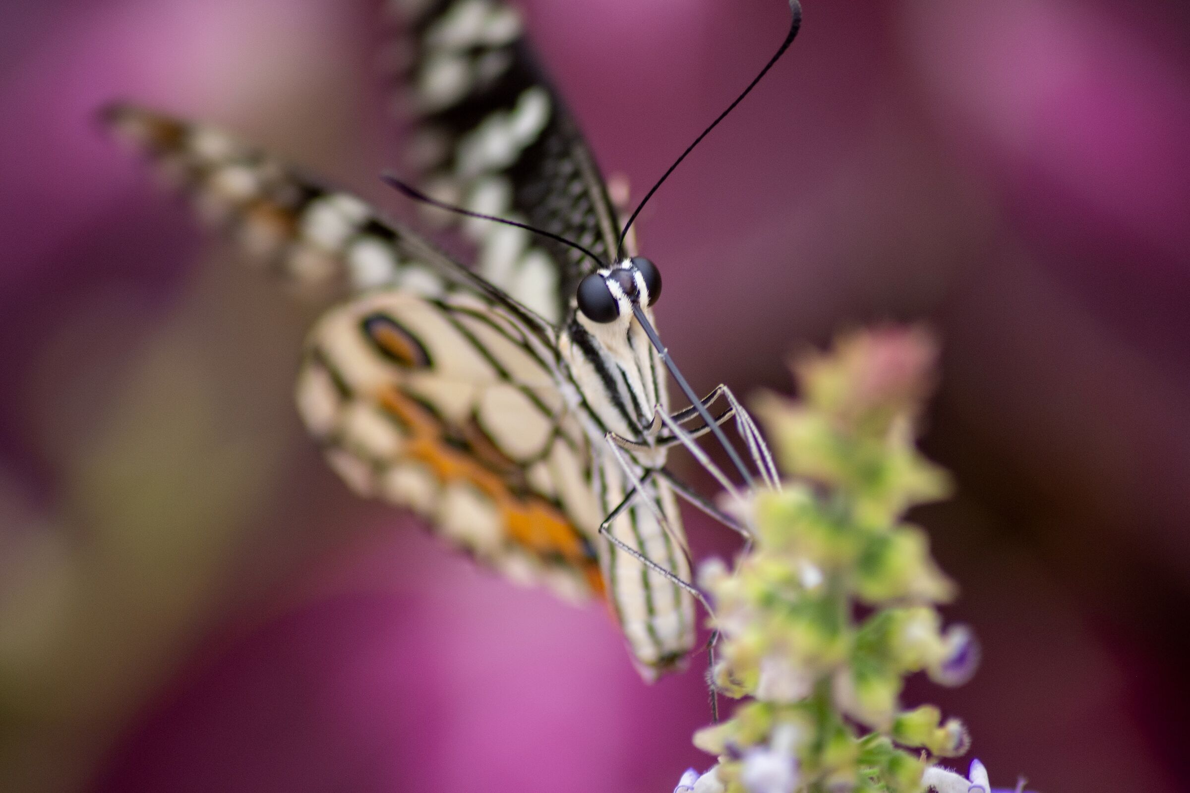 Butterflies
