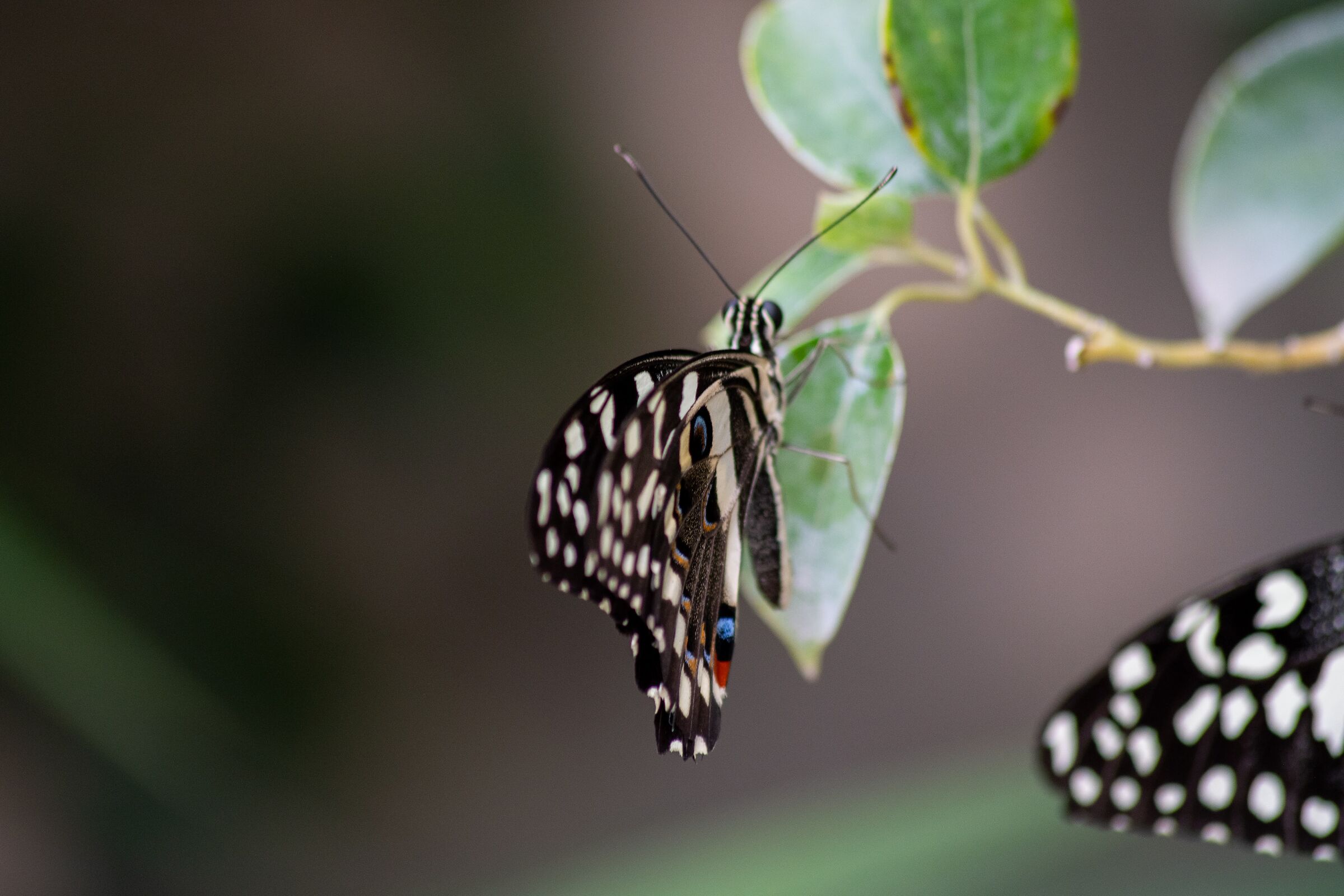 Farfalle