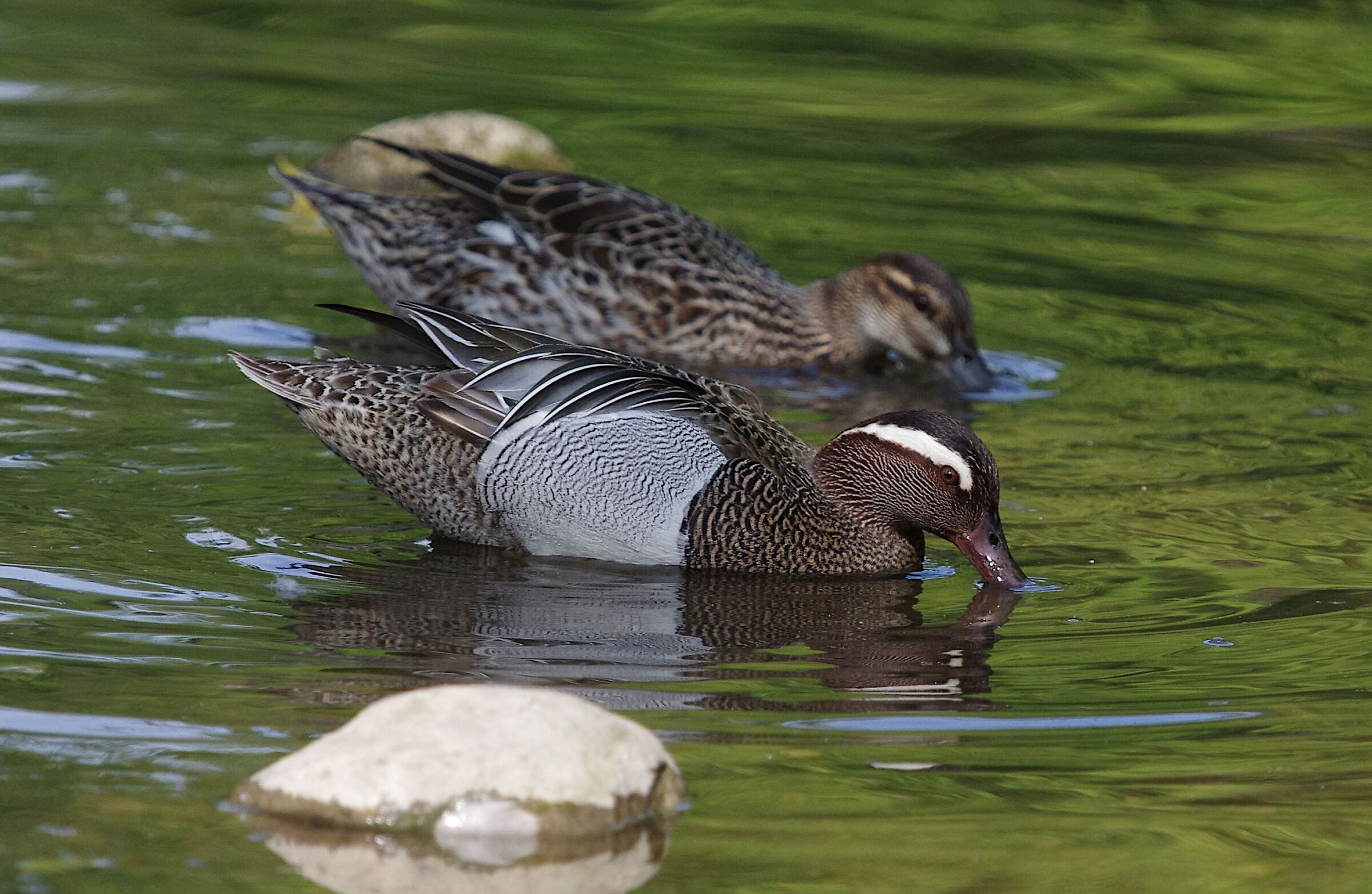 Garganeys in groundbait