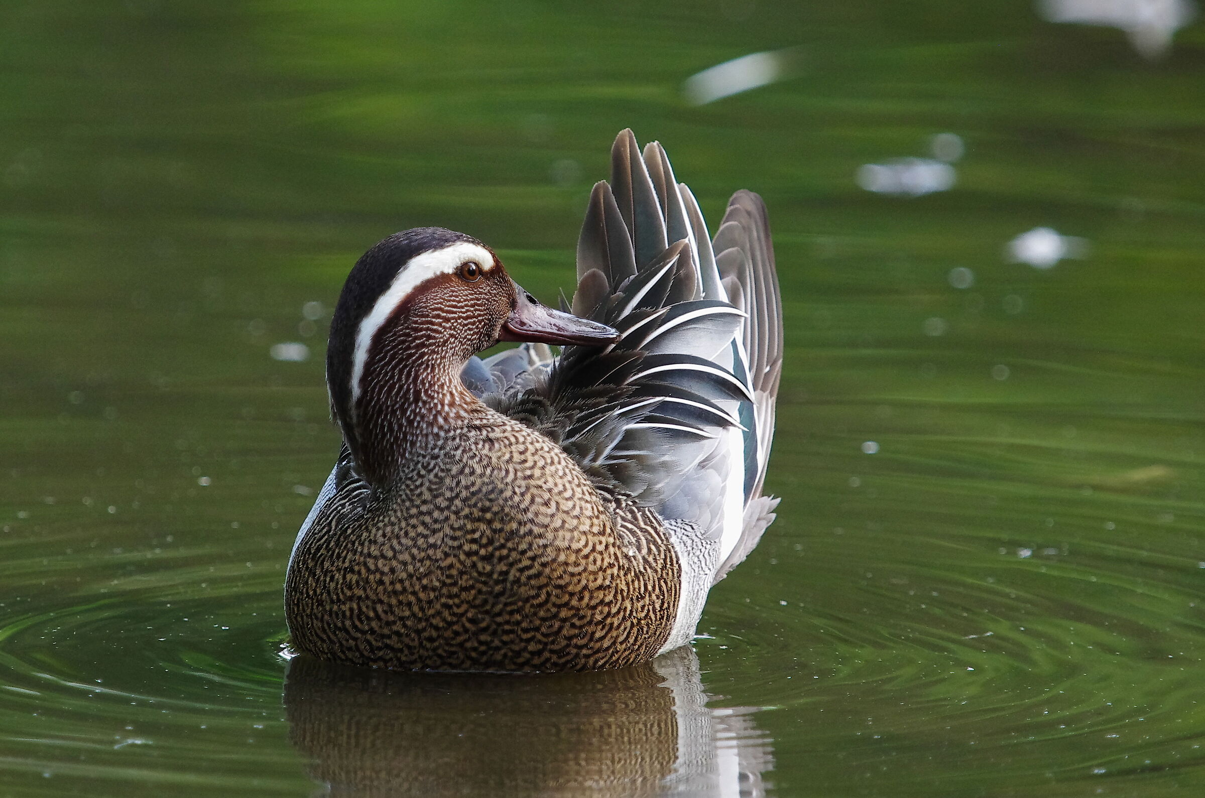 Garganey