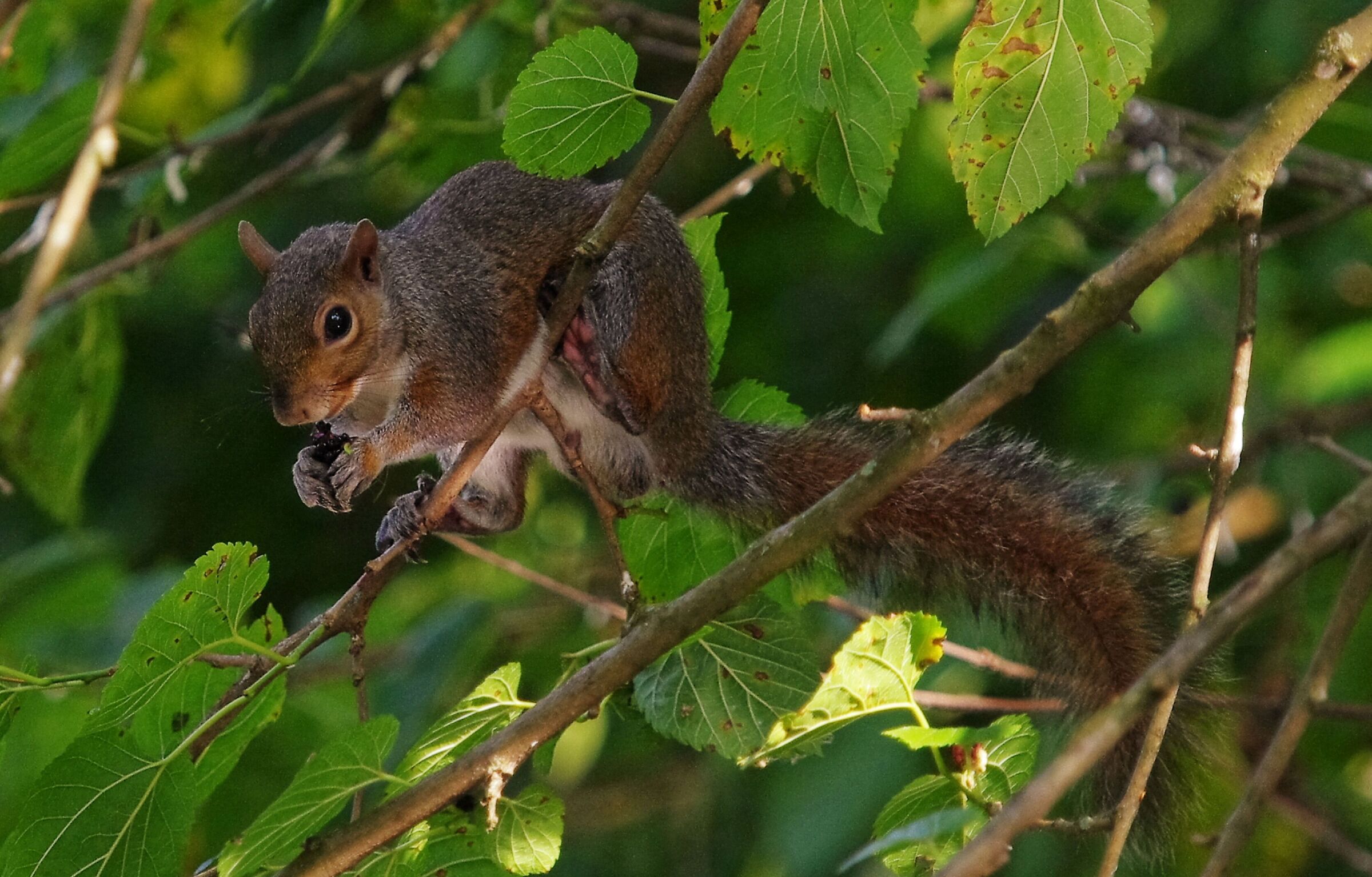 Good blackberries ..