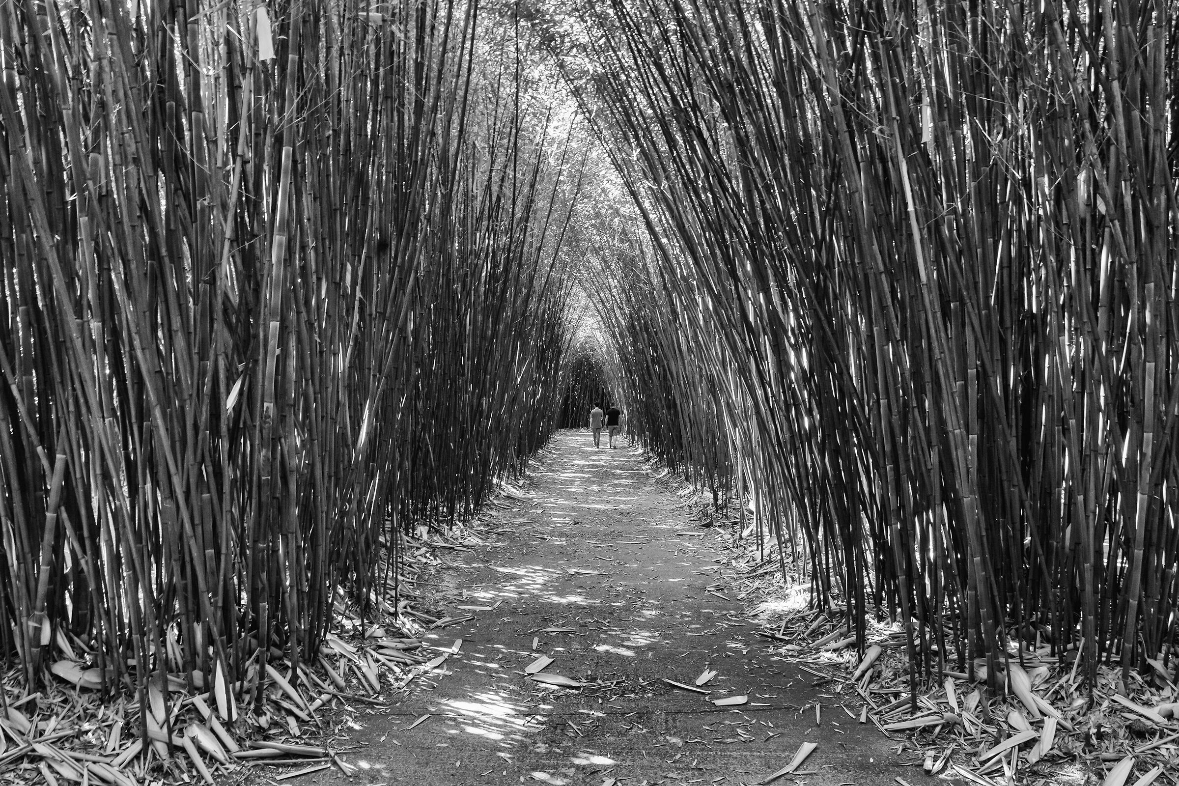 Lost in the labyrinth