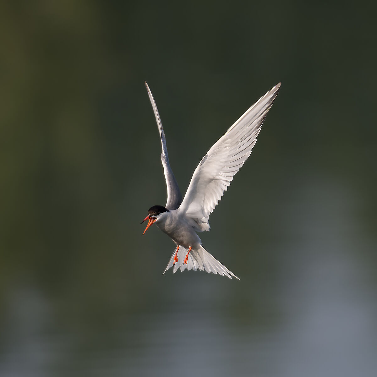 Tern