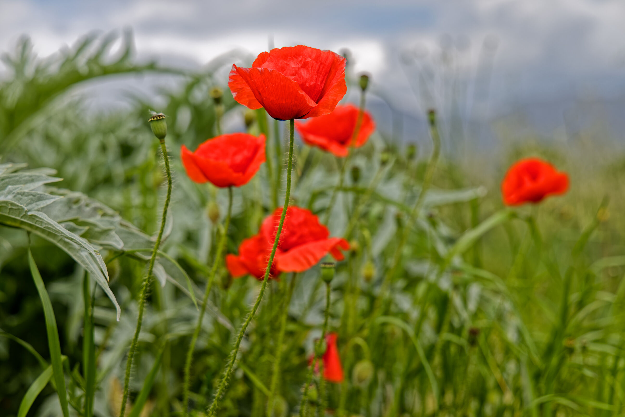 Poppies