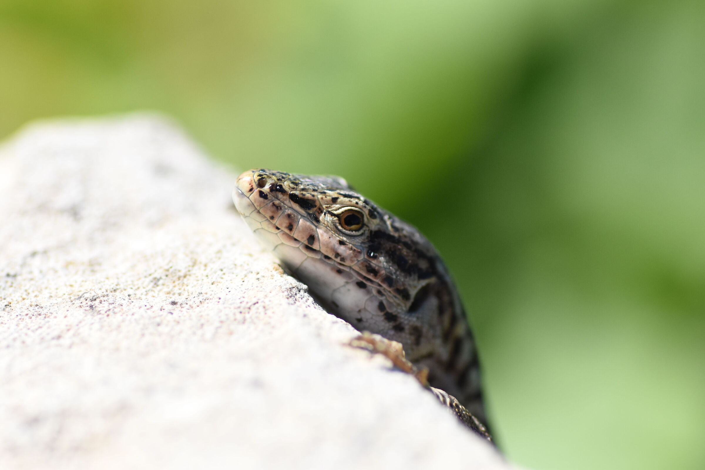 Crop 150 " 1/8 Thousand ",Tokina 100 F. 2.8 Atx Nk. D 7200