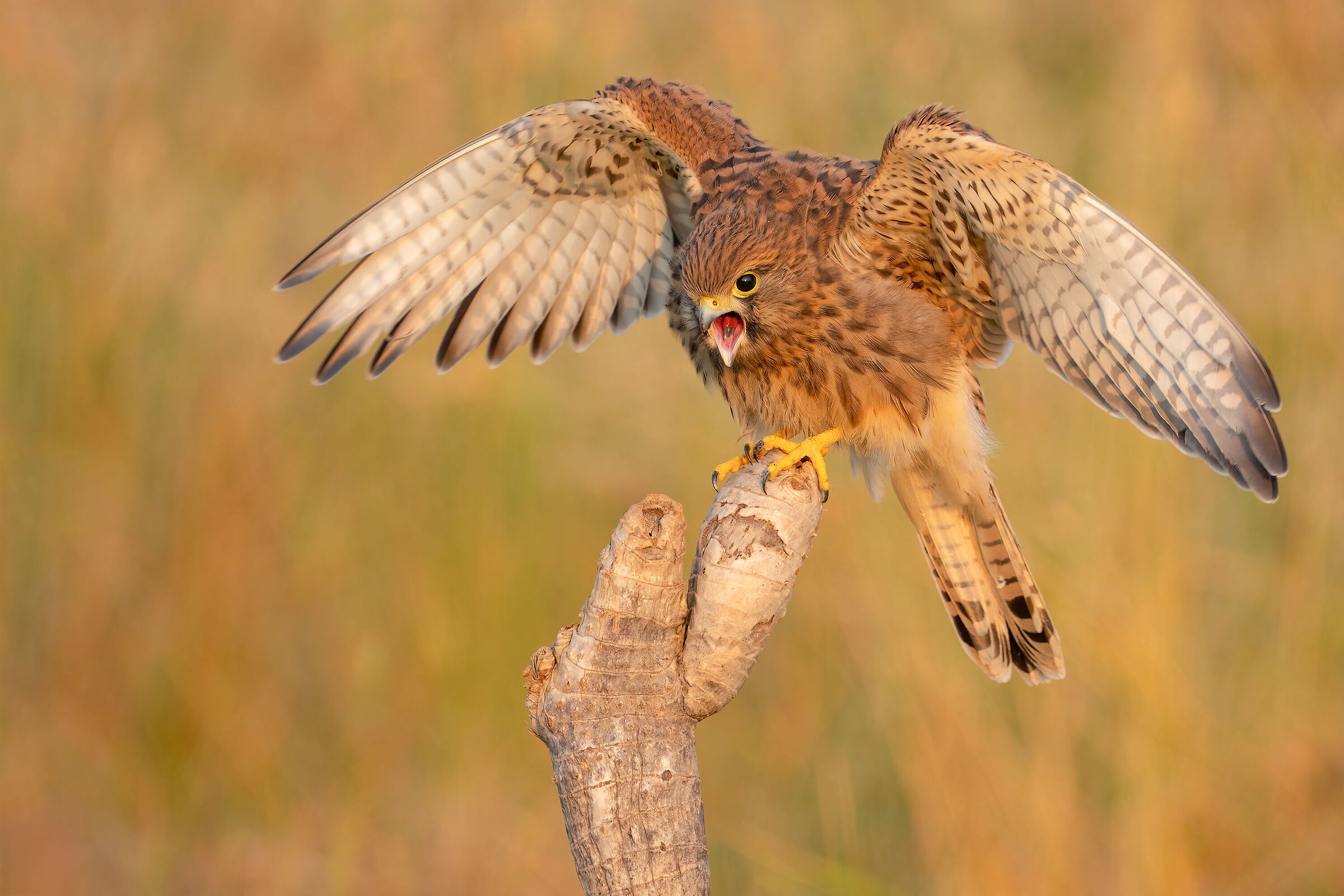 Young kestrel