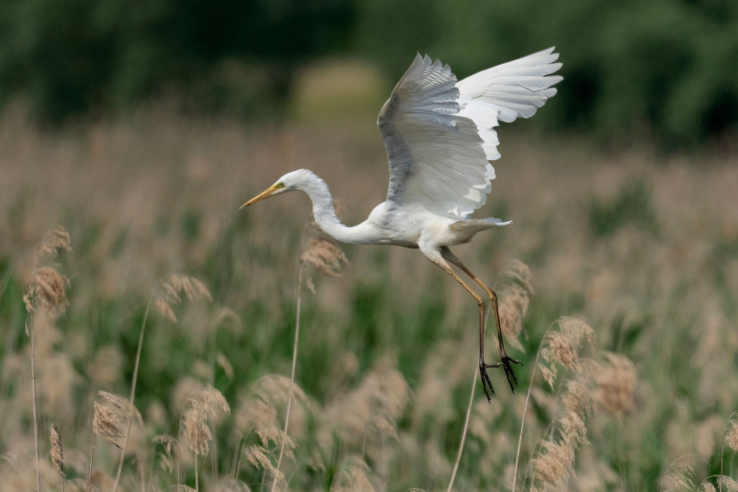 Airone bianco maggiore (Casmerodius albus)