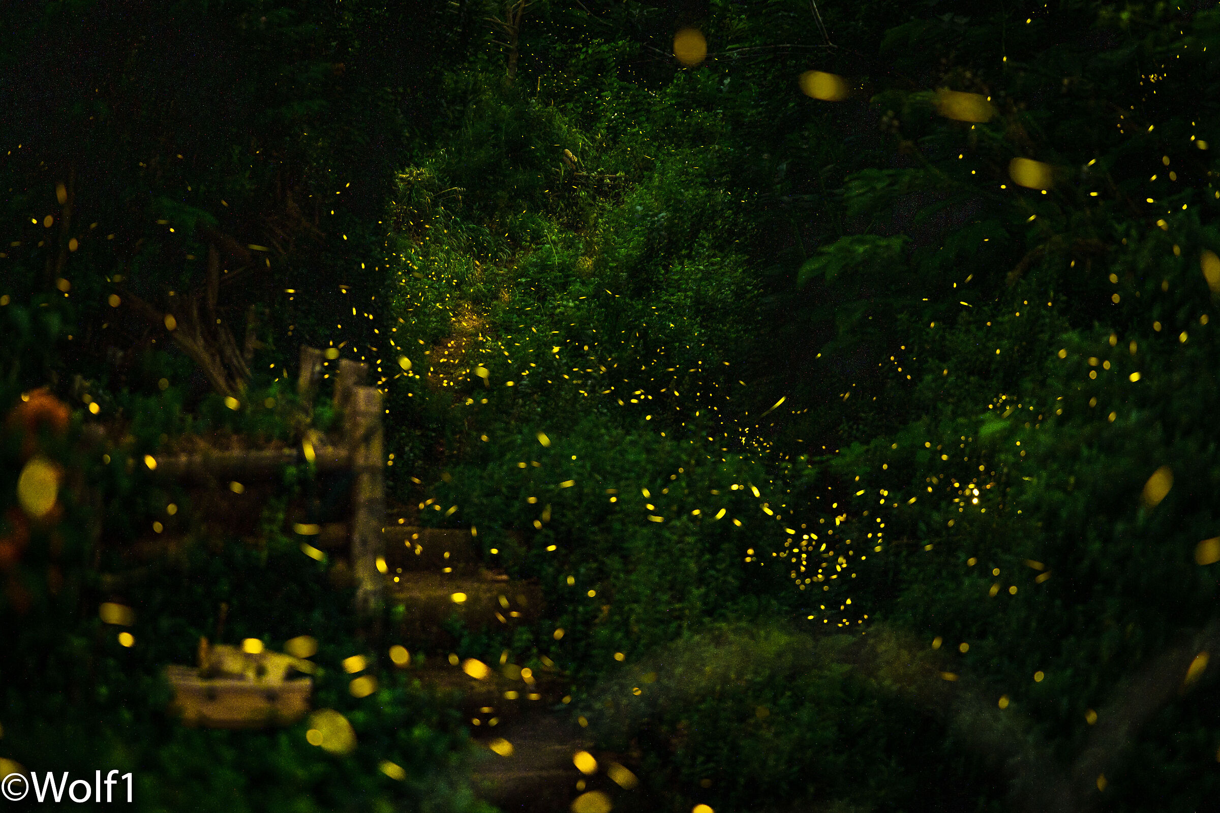 Fireflies_2k25