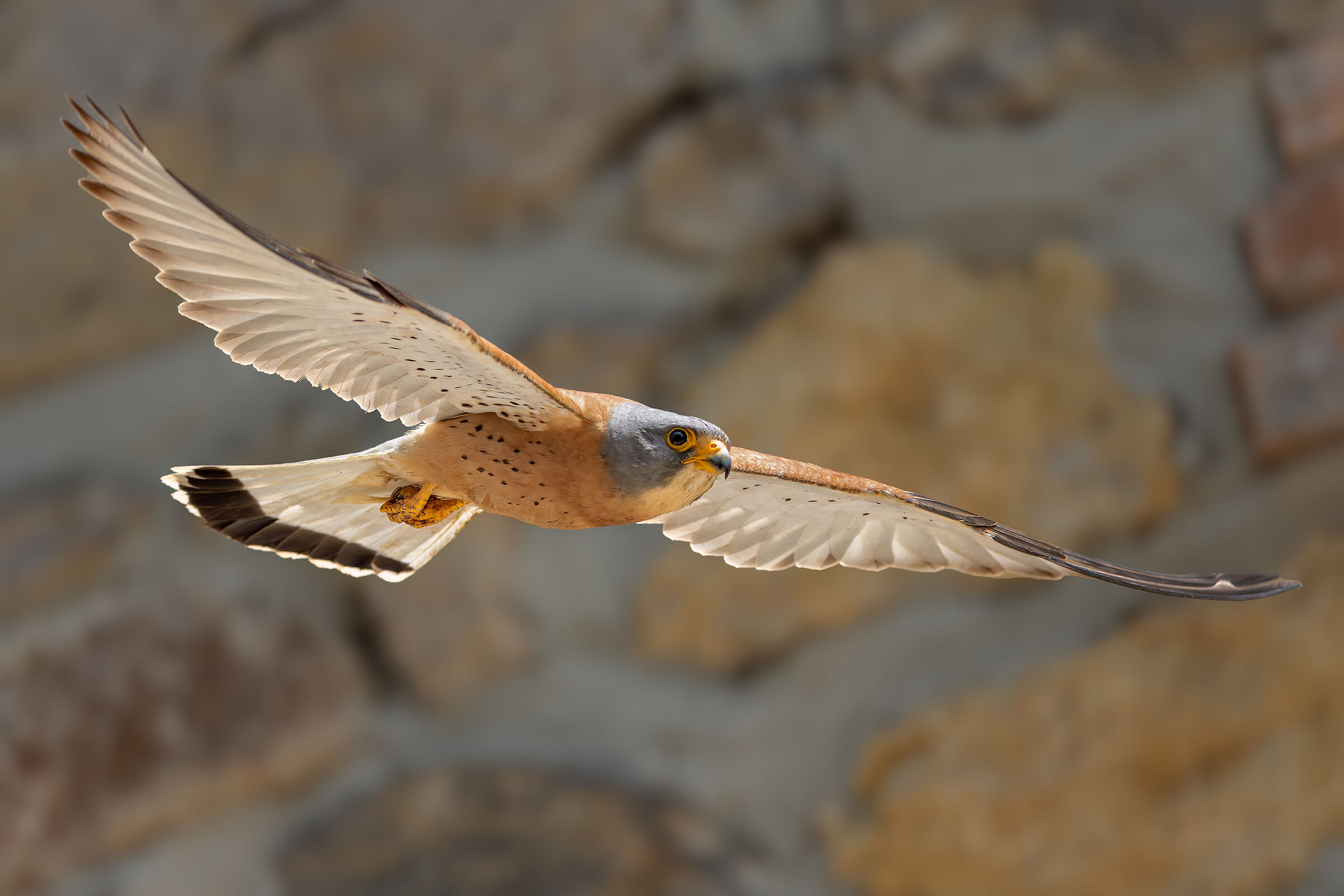 Lesser Kestrel