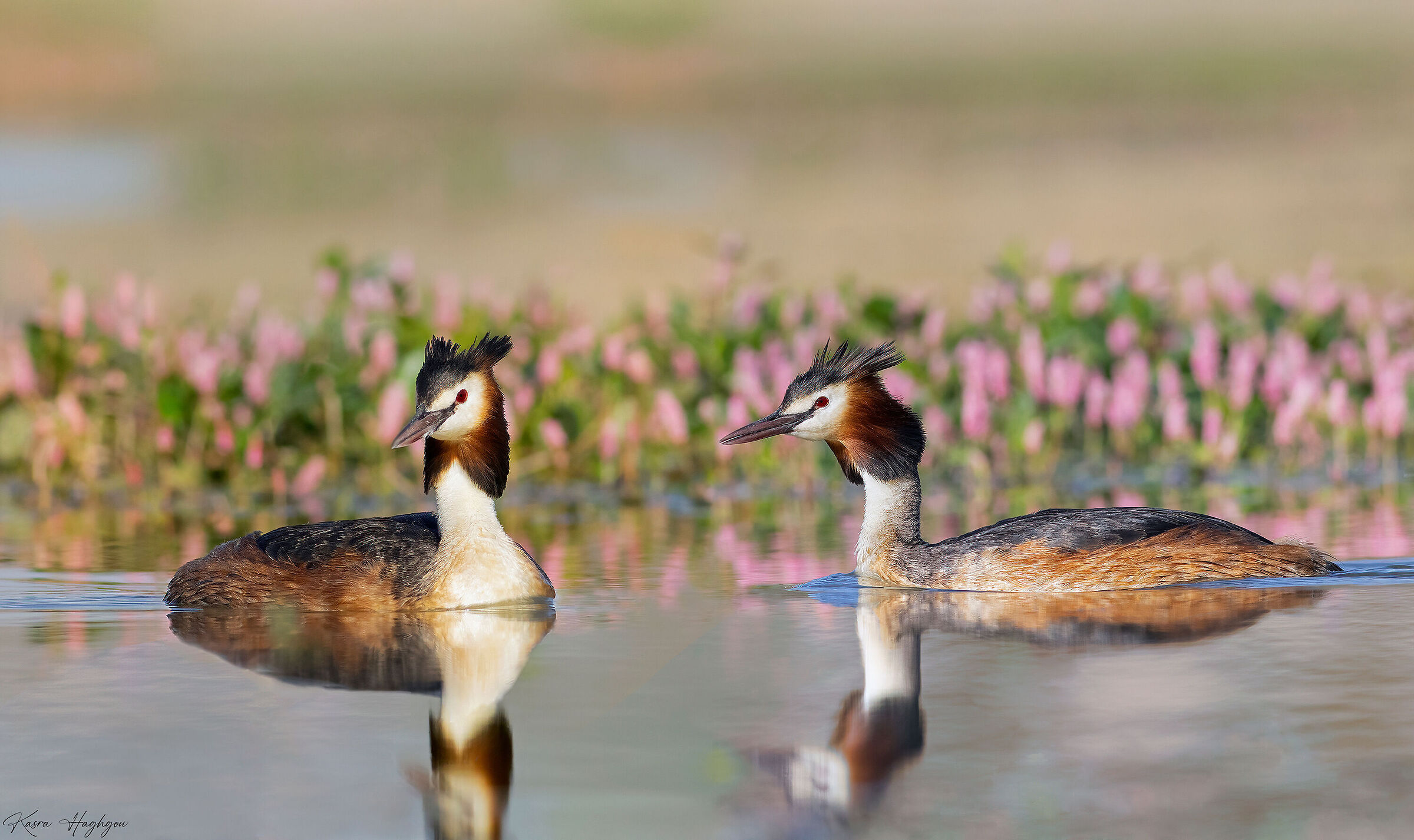 Great crested grebe