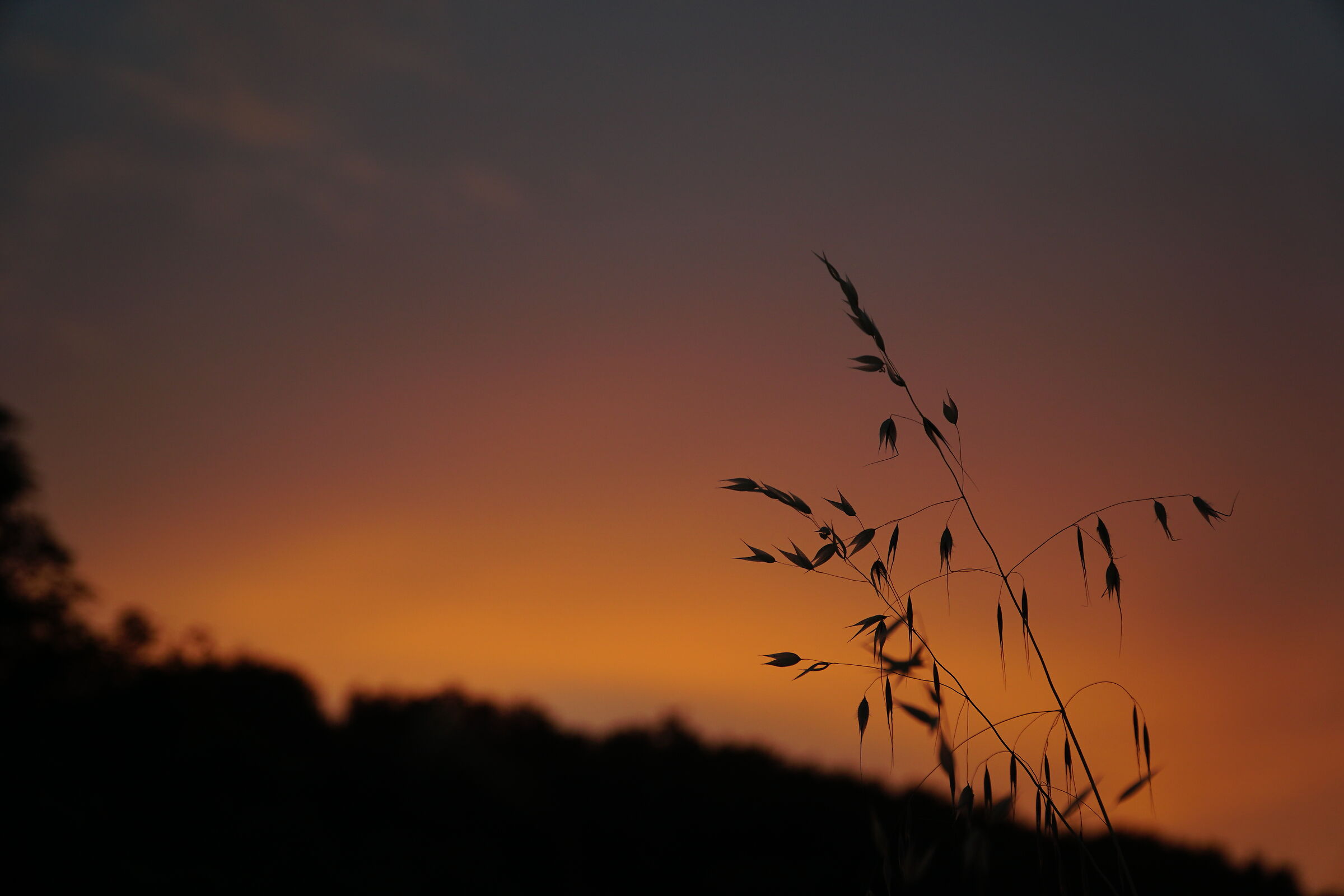 Sfumature