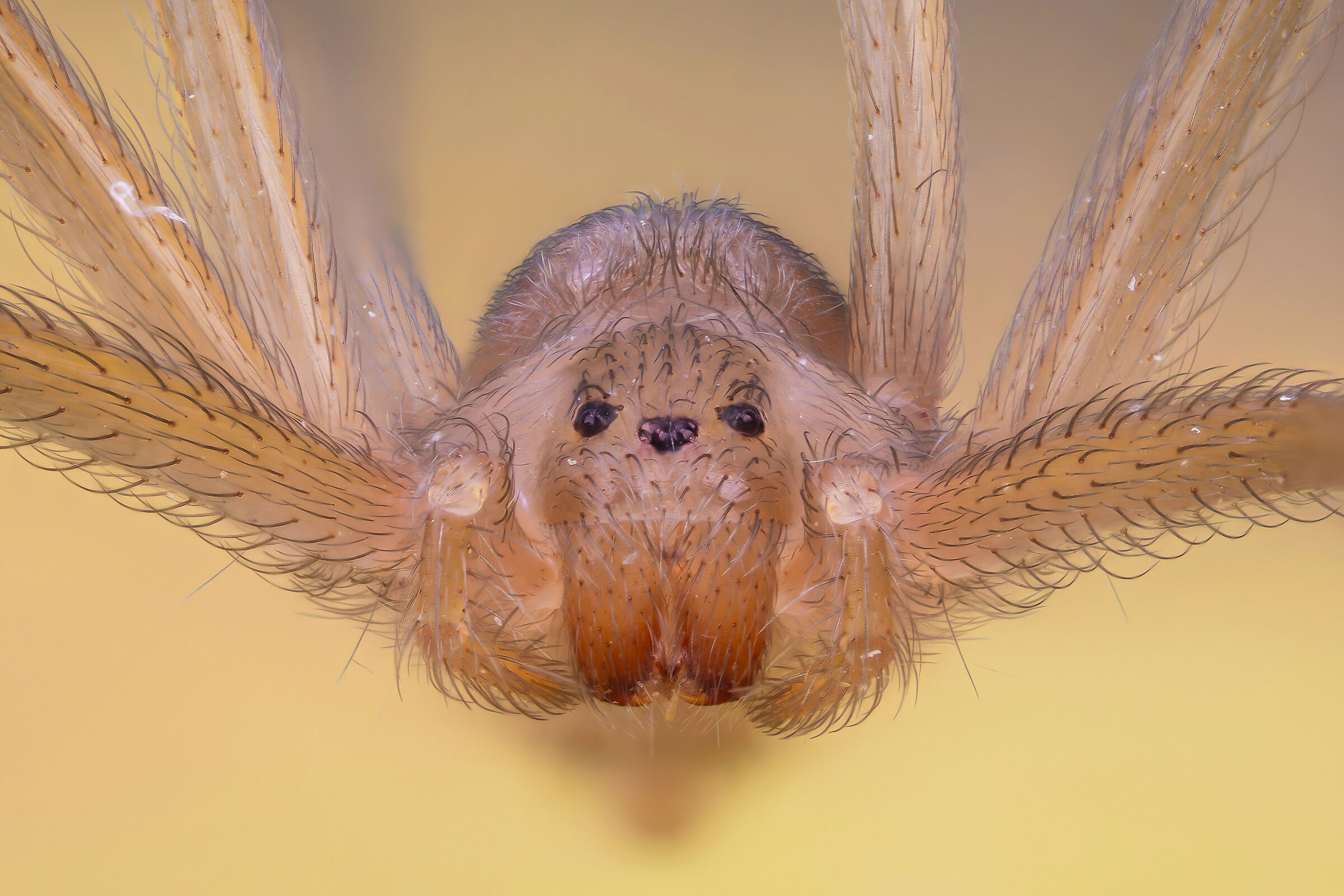 Loxosceles rufescens