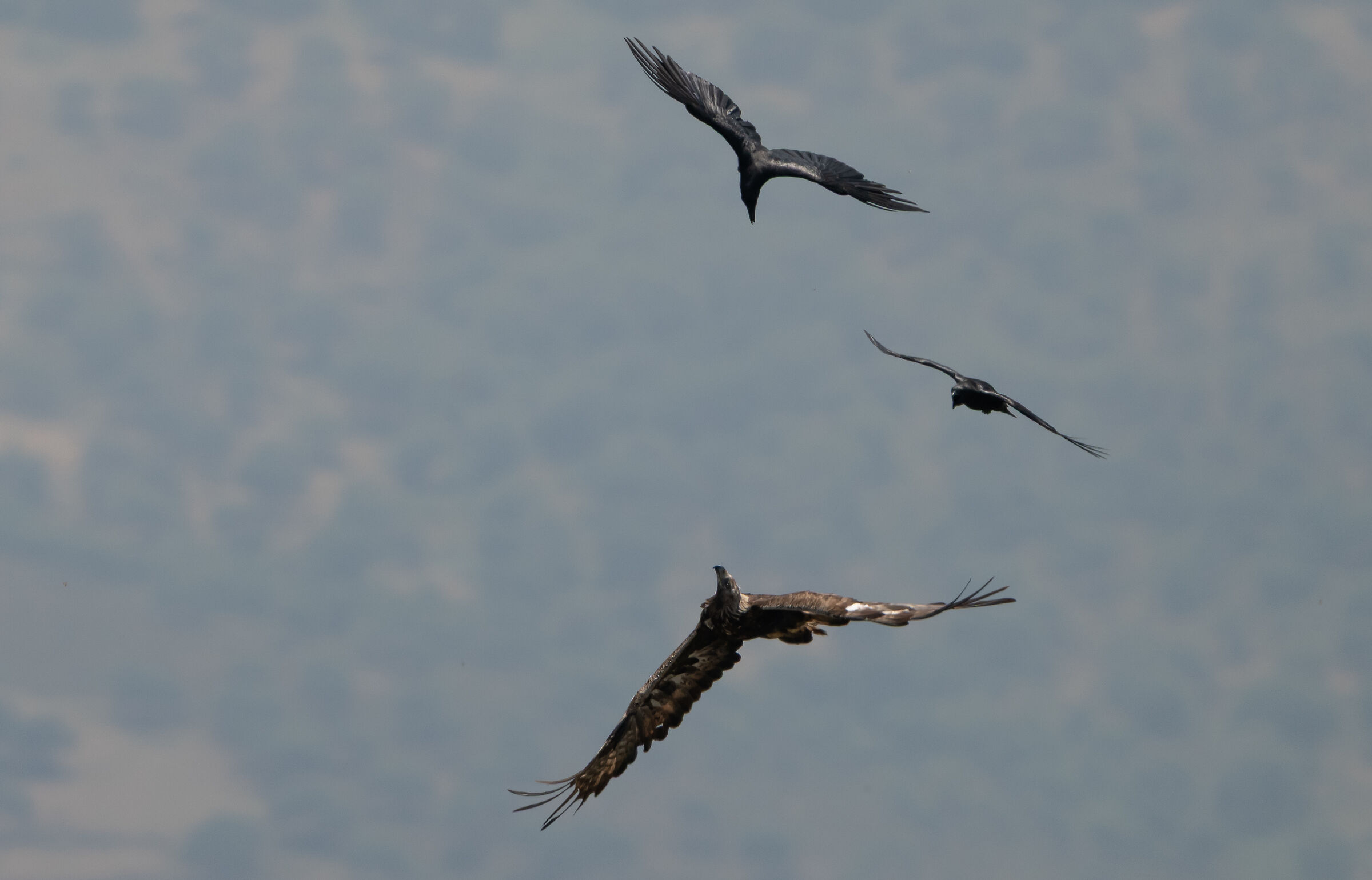 Sardinian Golden Eagle