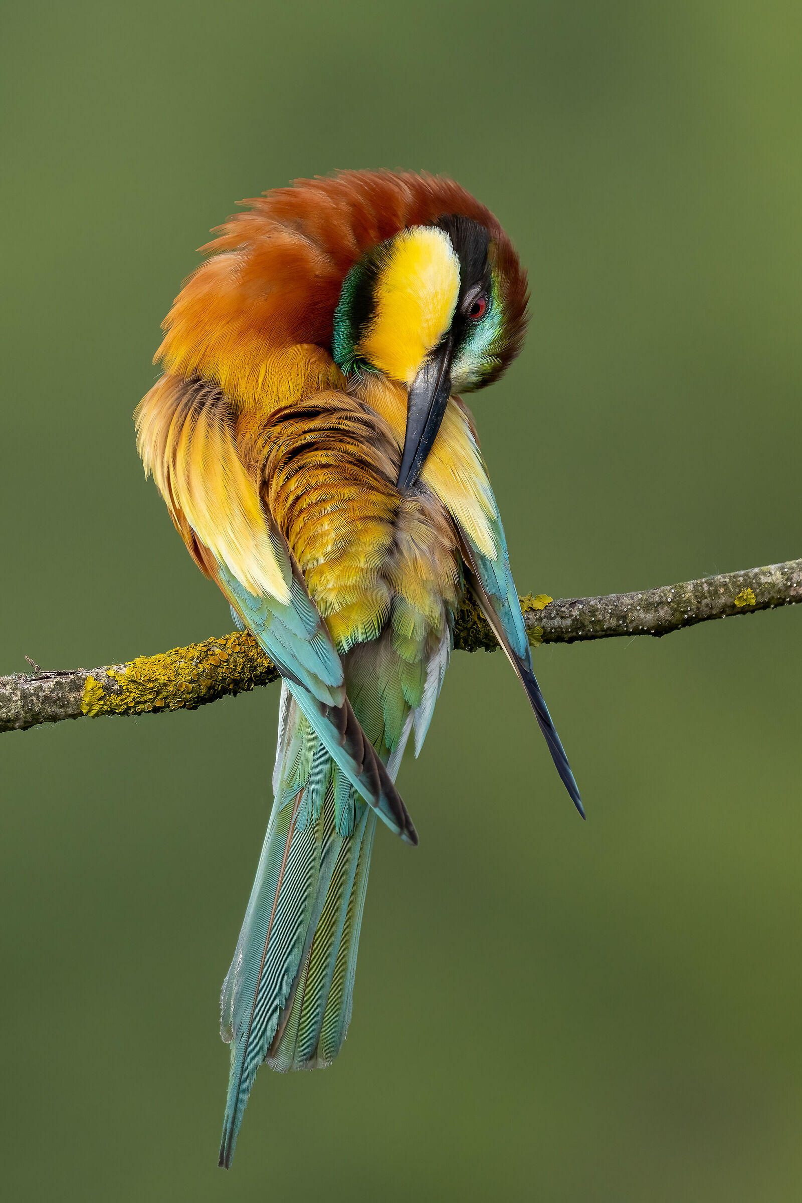 Merops apiaster