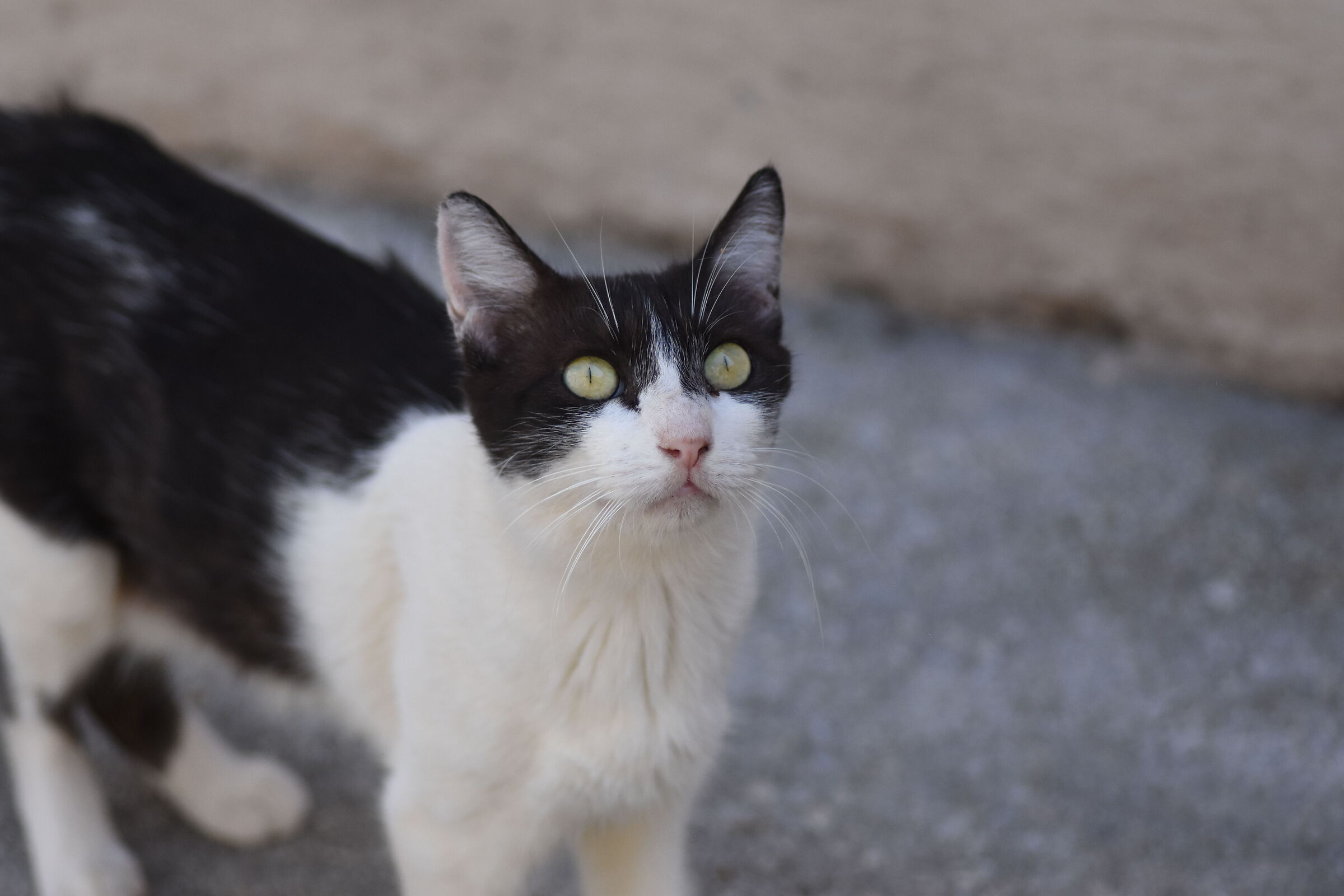 Crop 150 " 1/8 Thousand ", Tokina 100 F. 2.8- Nikon D 7200