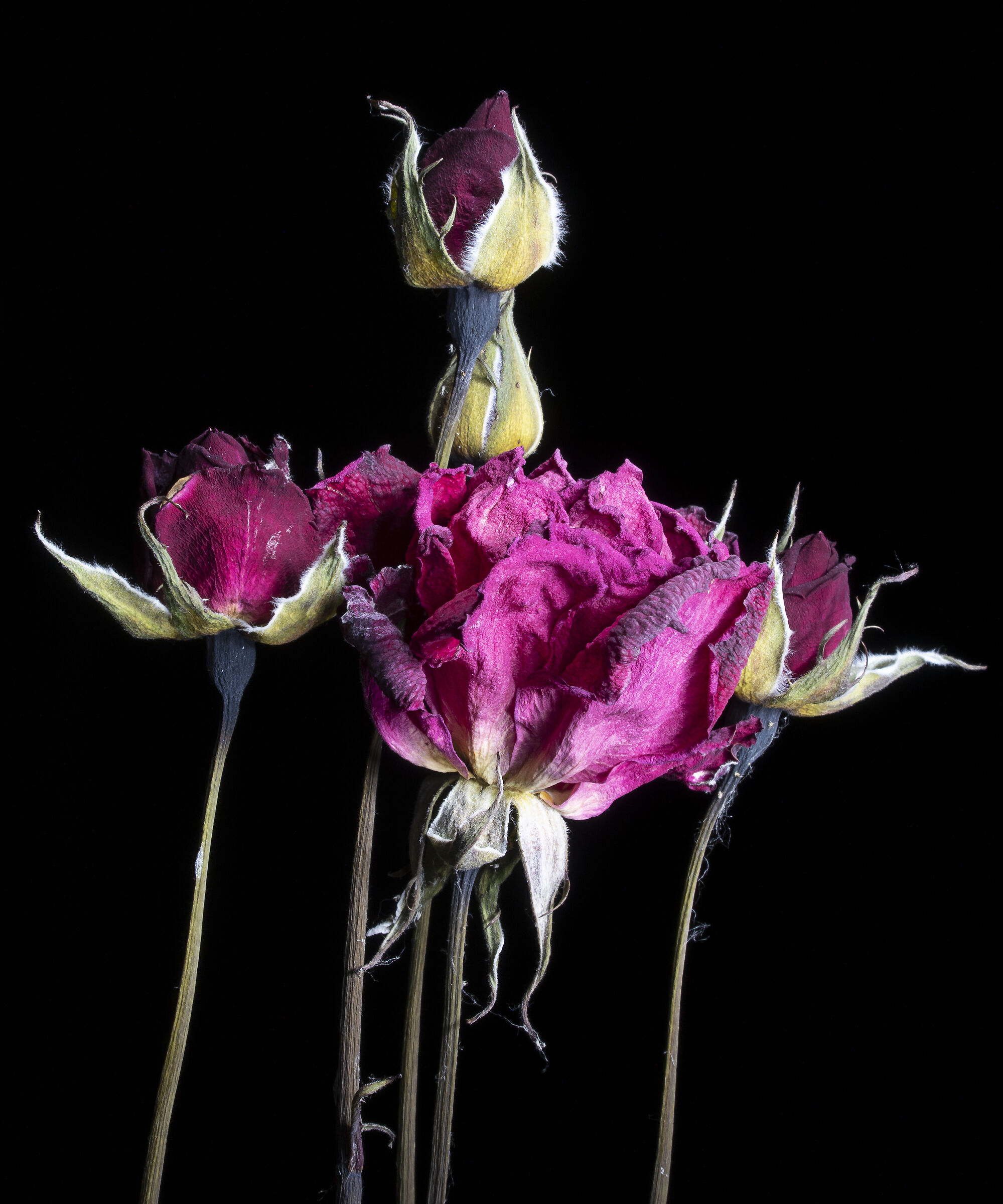 Rose rosse
