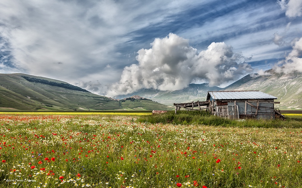 Castelluccio di Norcia - la fioritura