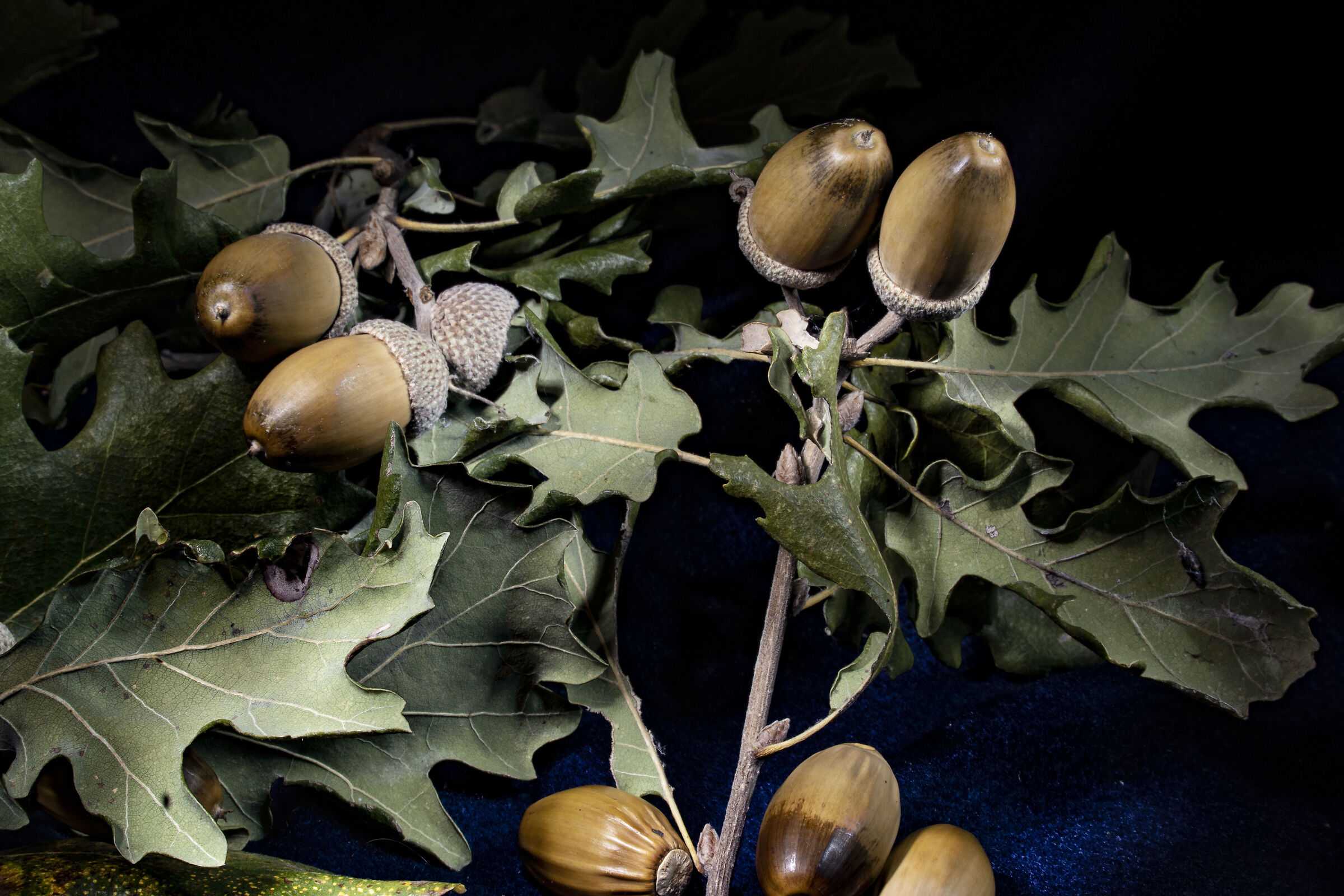 Acorns