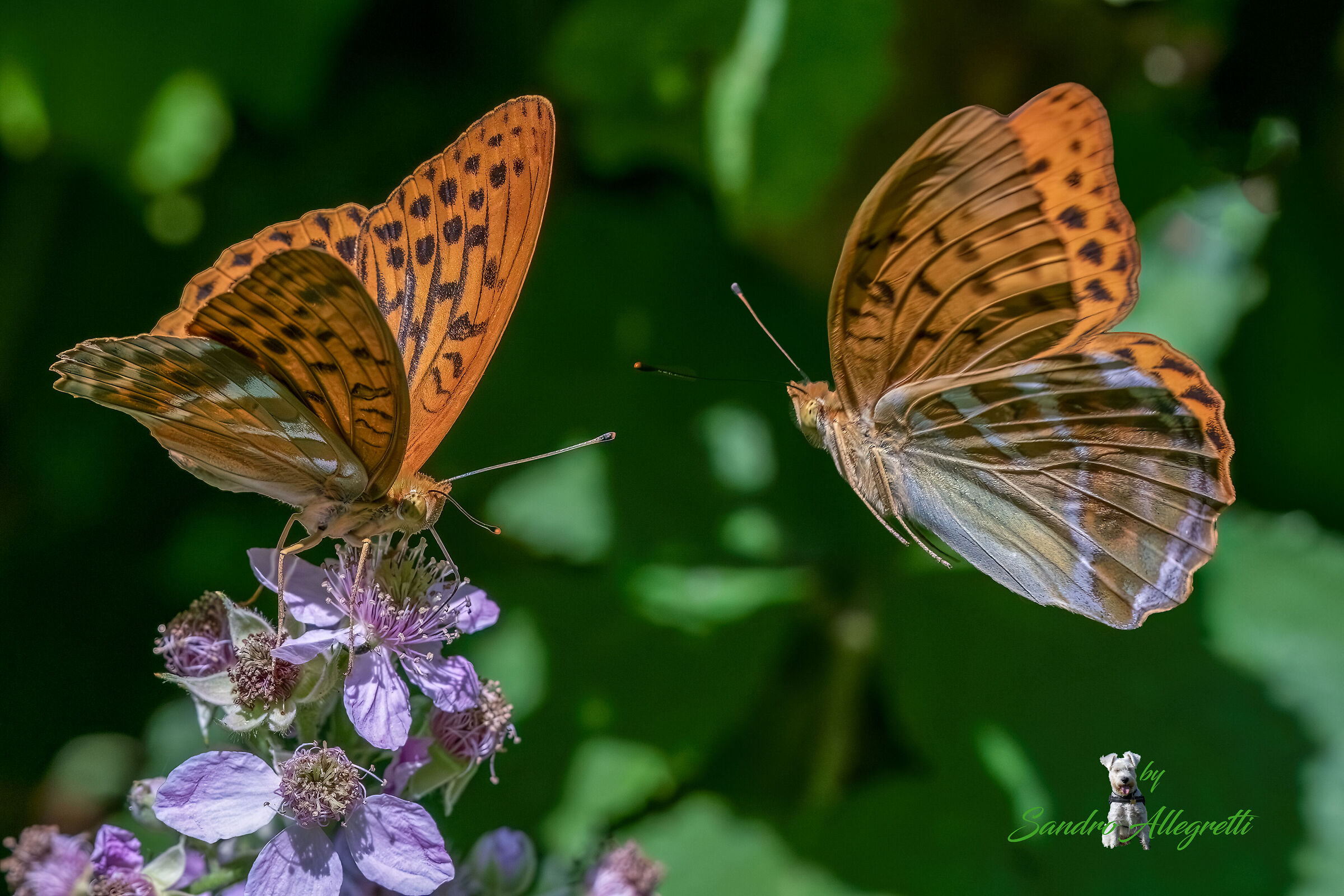 La pafia (Argynnis paphia)