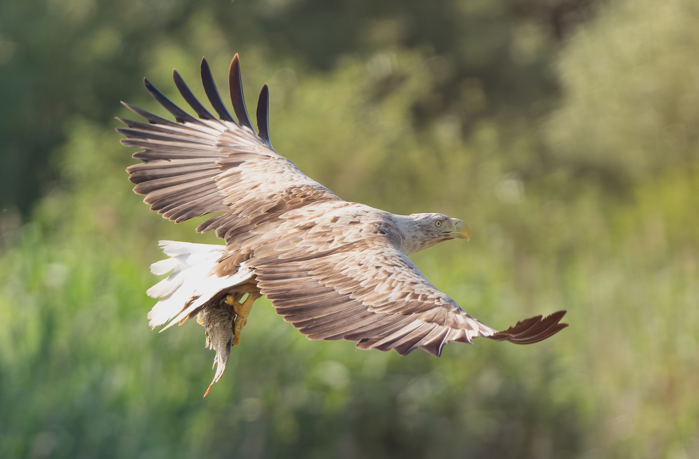 aquila di mare coda bianca