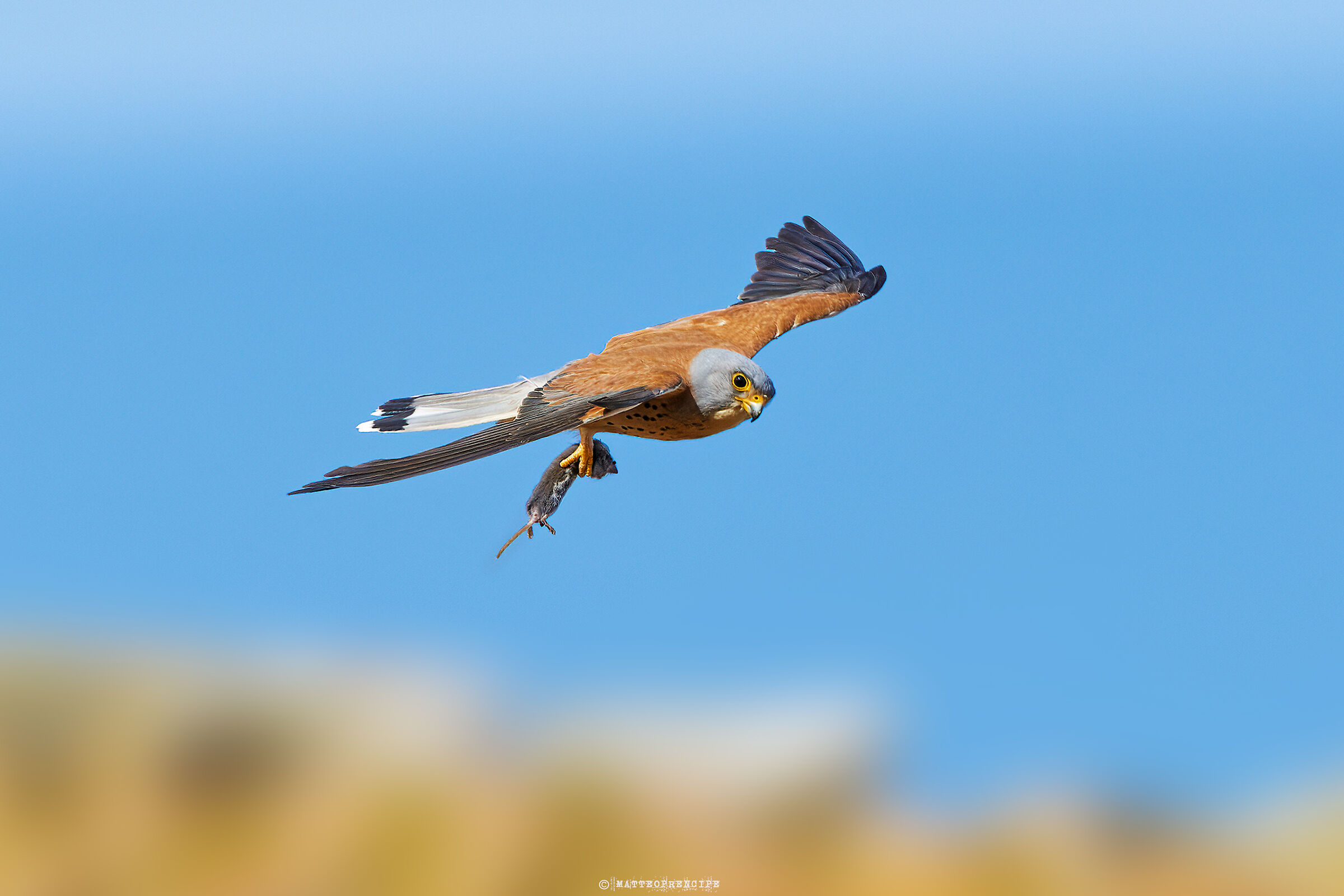 Lesser Kestrel Falcon with prey