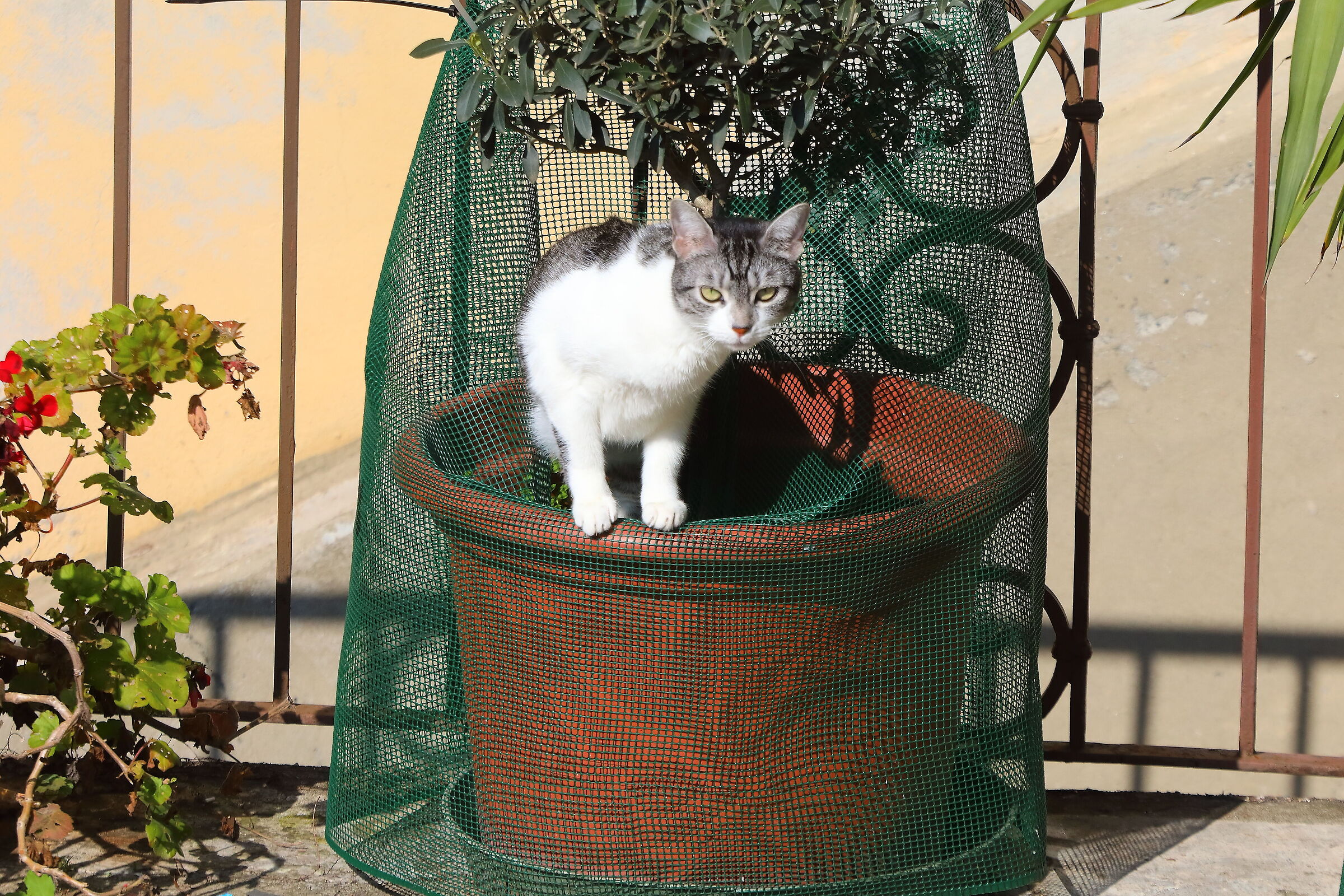 Kira 08-03-2025 - 0047