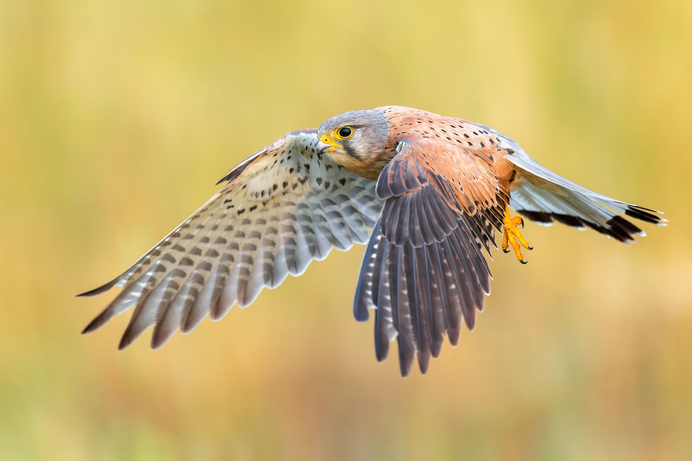 Kestrel
