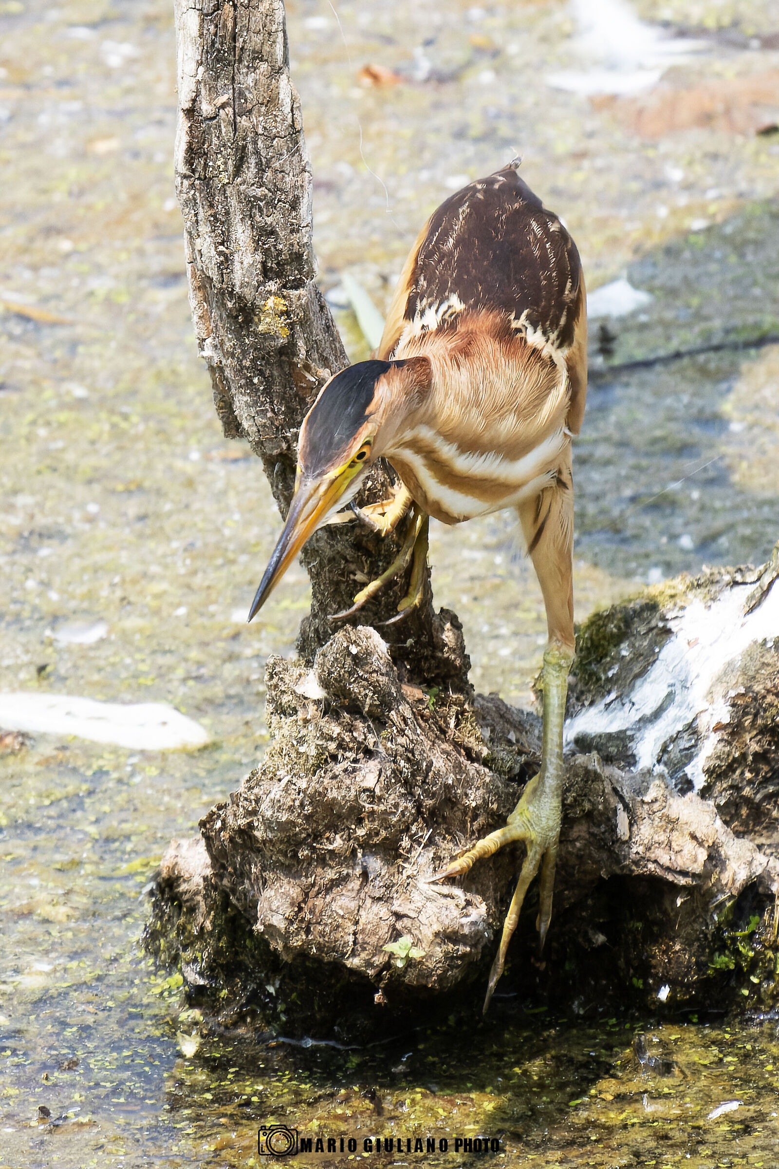 Little bittern