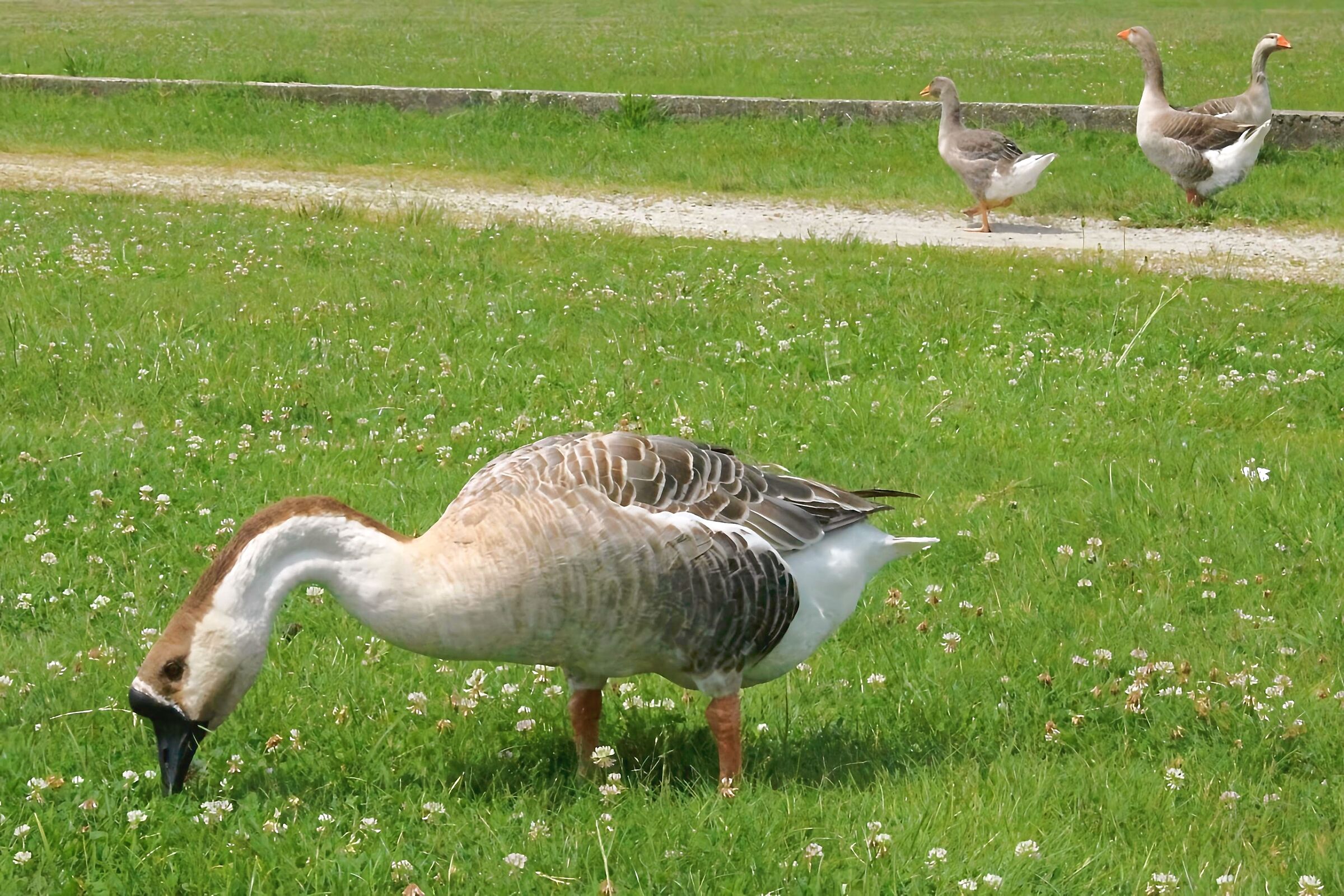 The different wonder