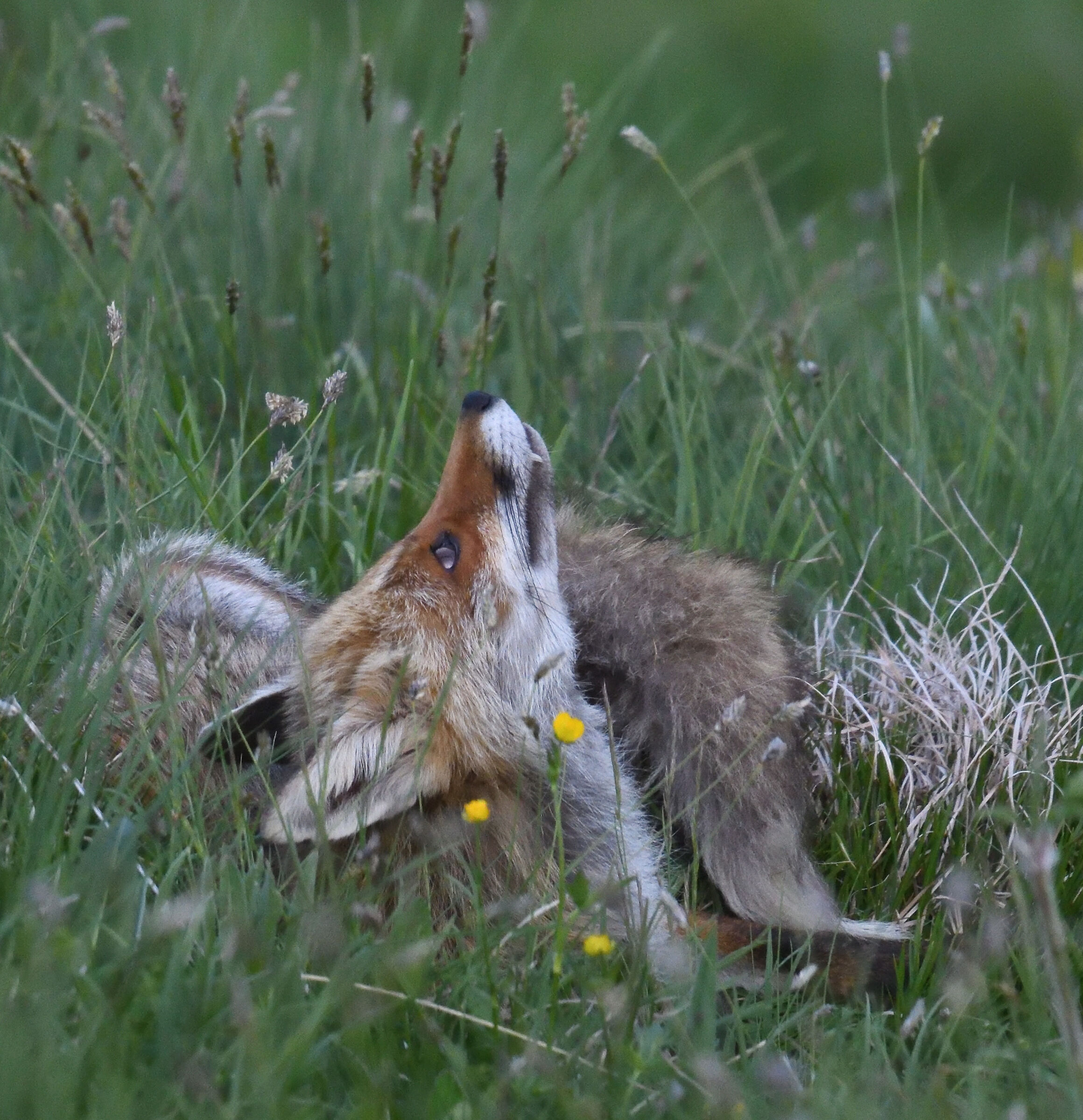 It's not a wolf