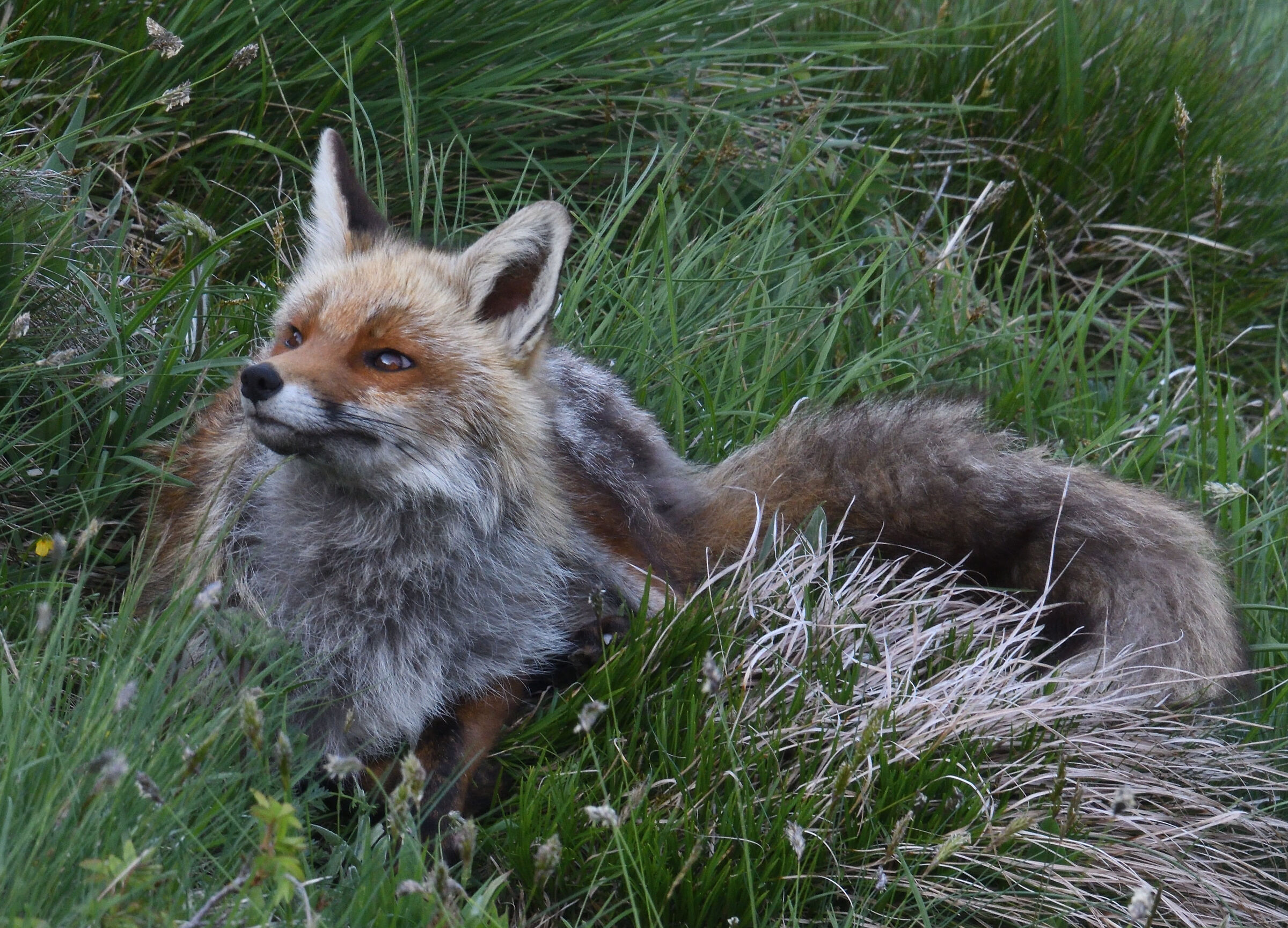 ... is a fox